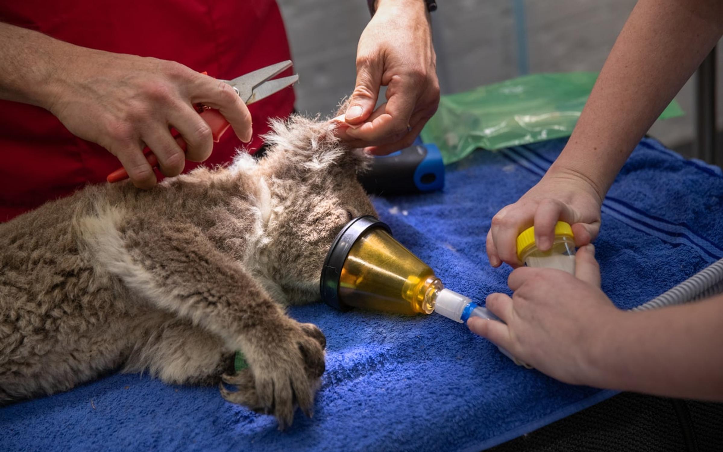 koala receiving first aid