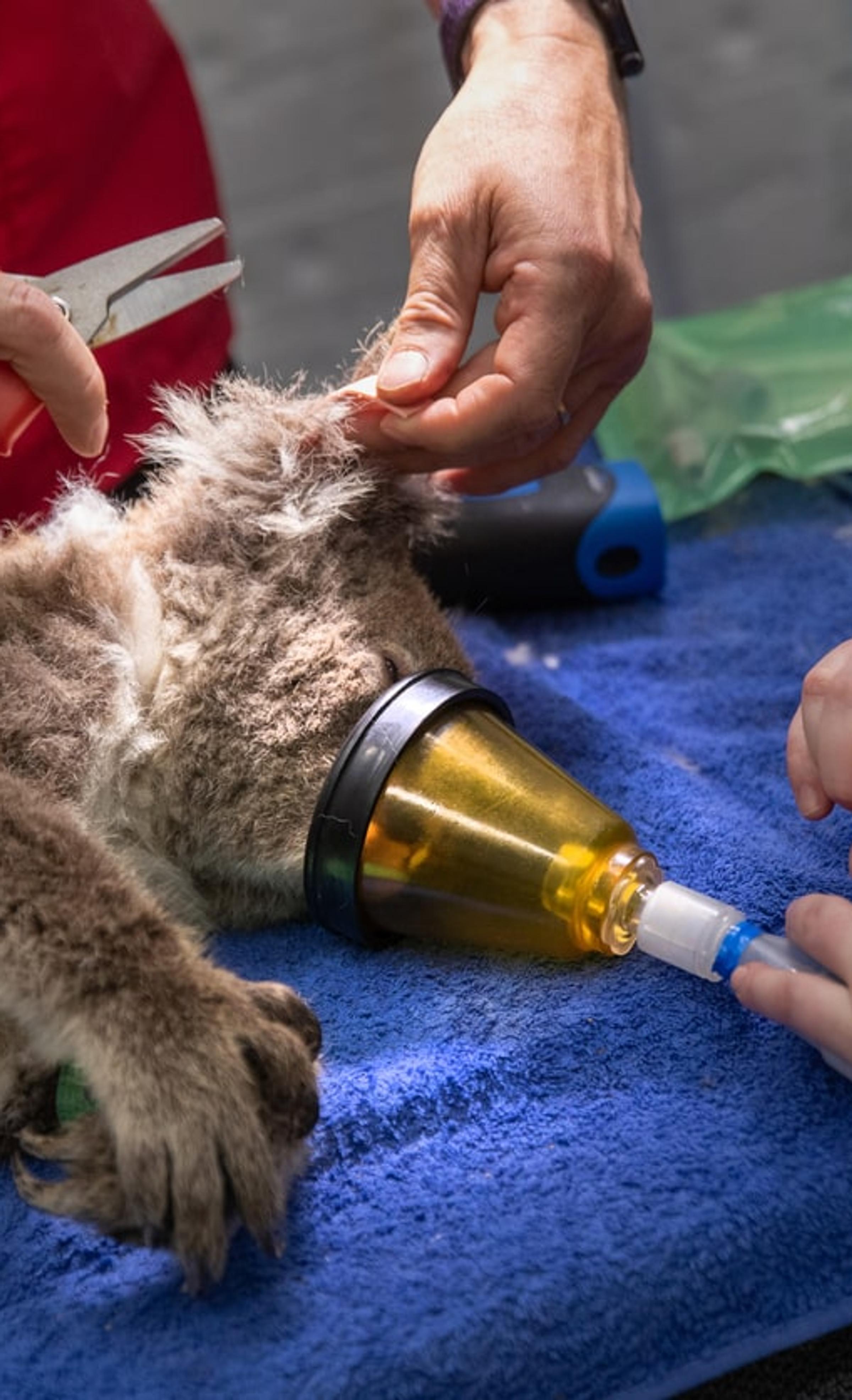 koala receiving first aid