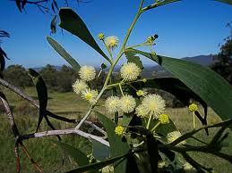 Acacia implexa