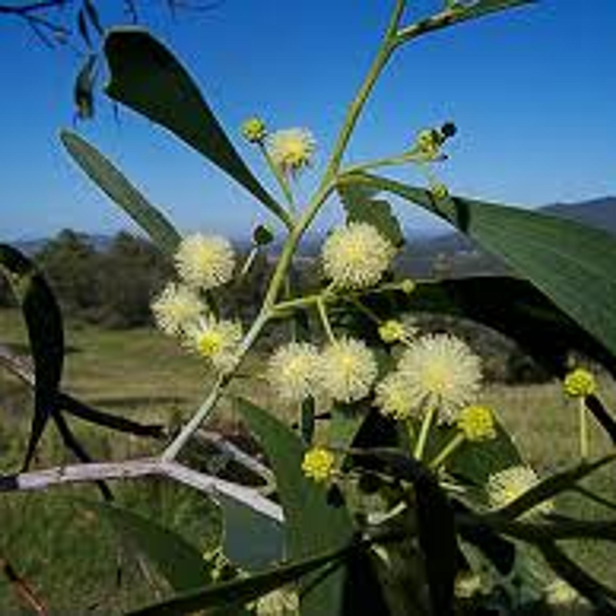 Acacia implexa
