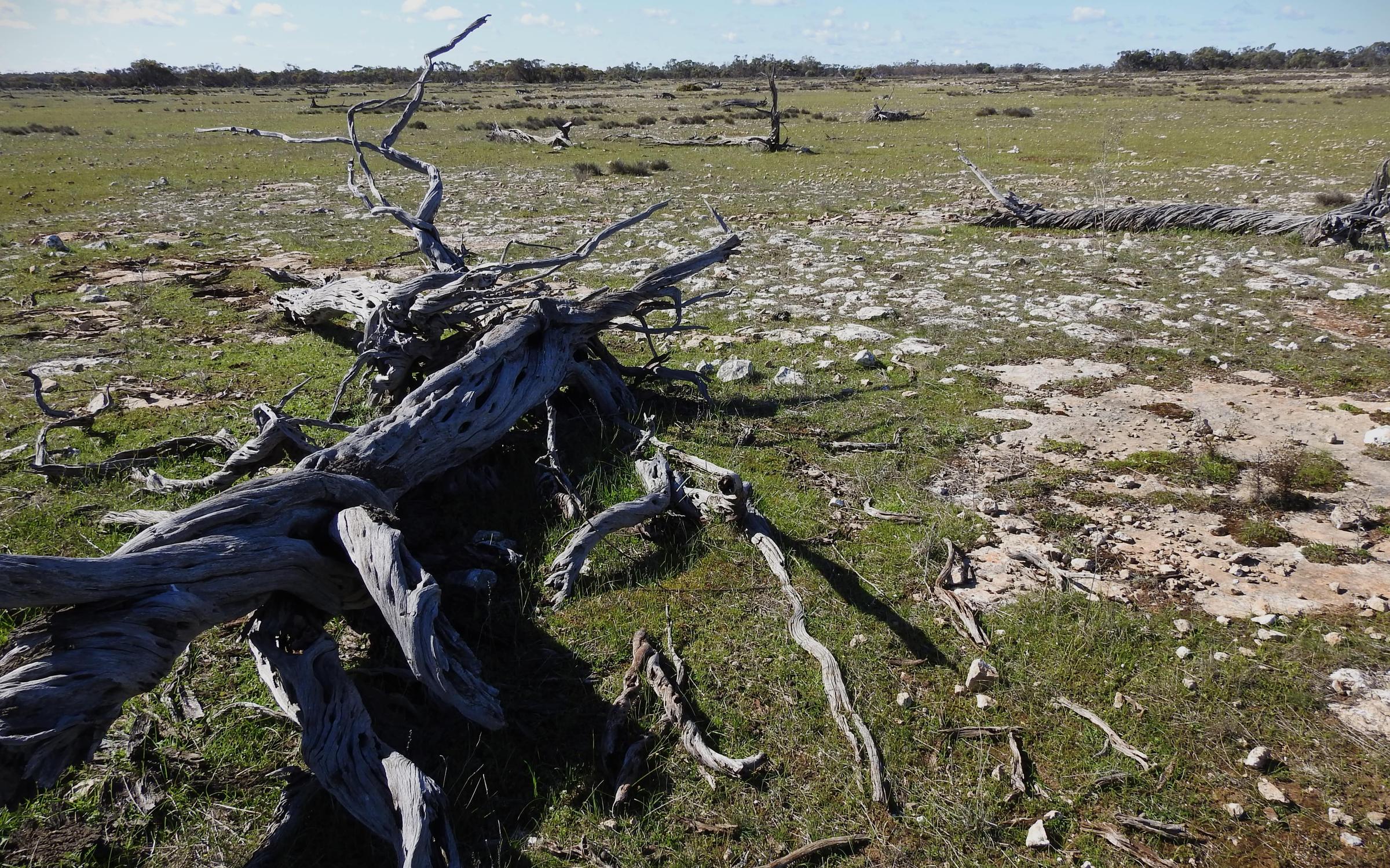 Dead Sheoak at Talia Eyre Peninsula