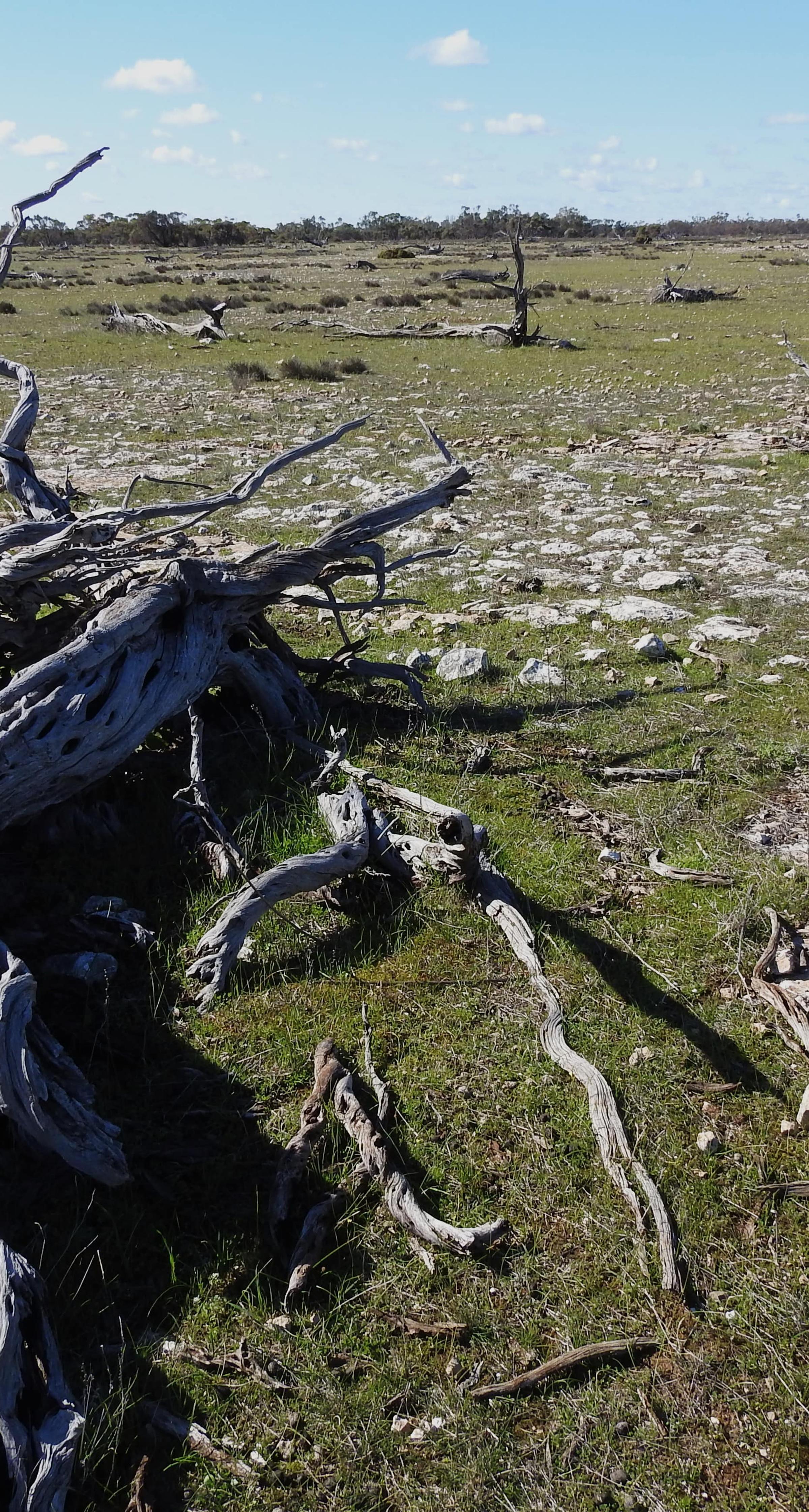 Dead Sheoak at Talia Eyre Peninsula