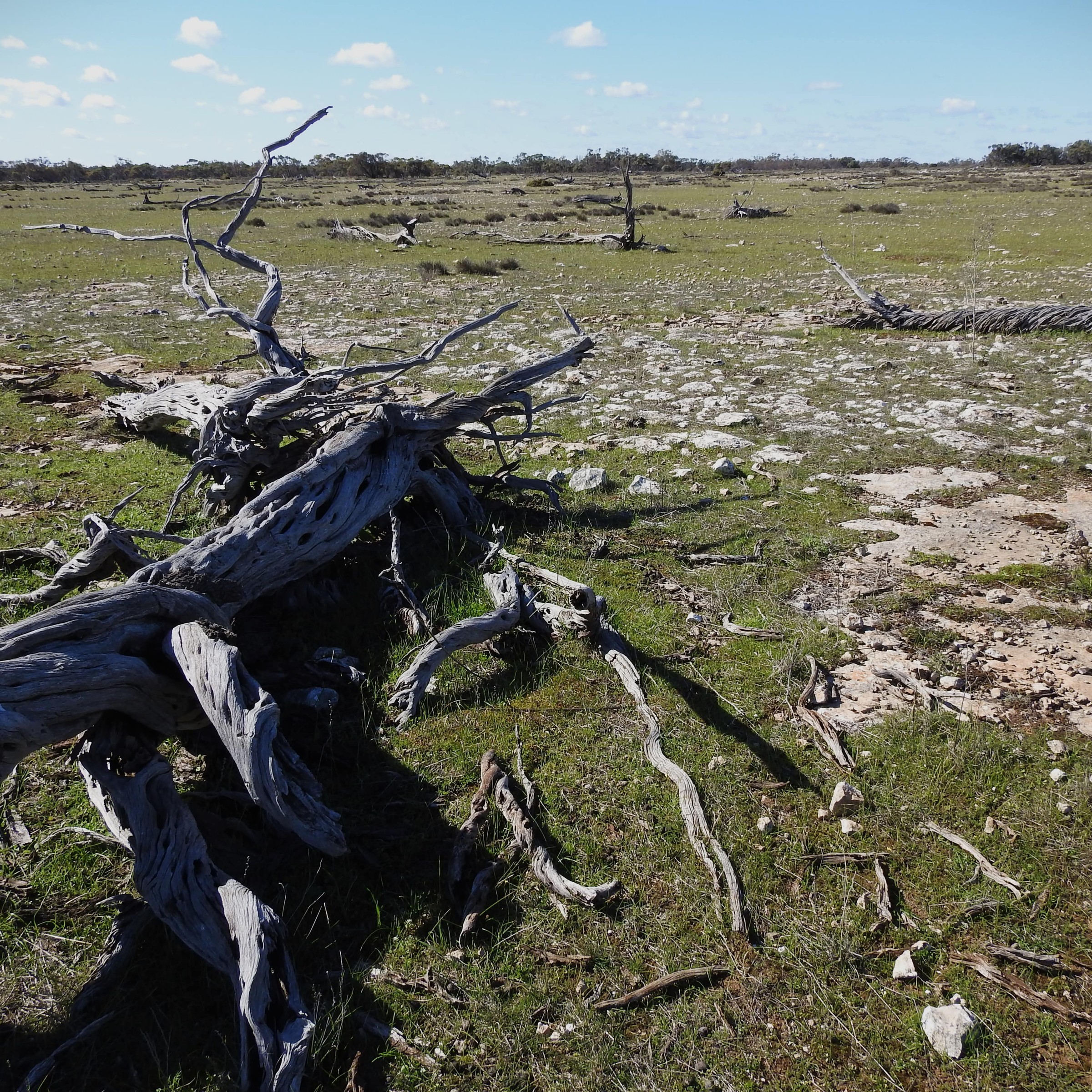 Severely degraded agricultural land in South Australia