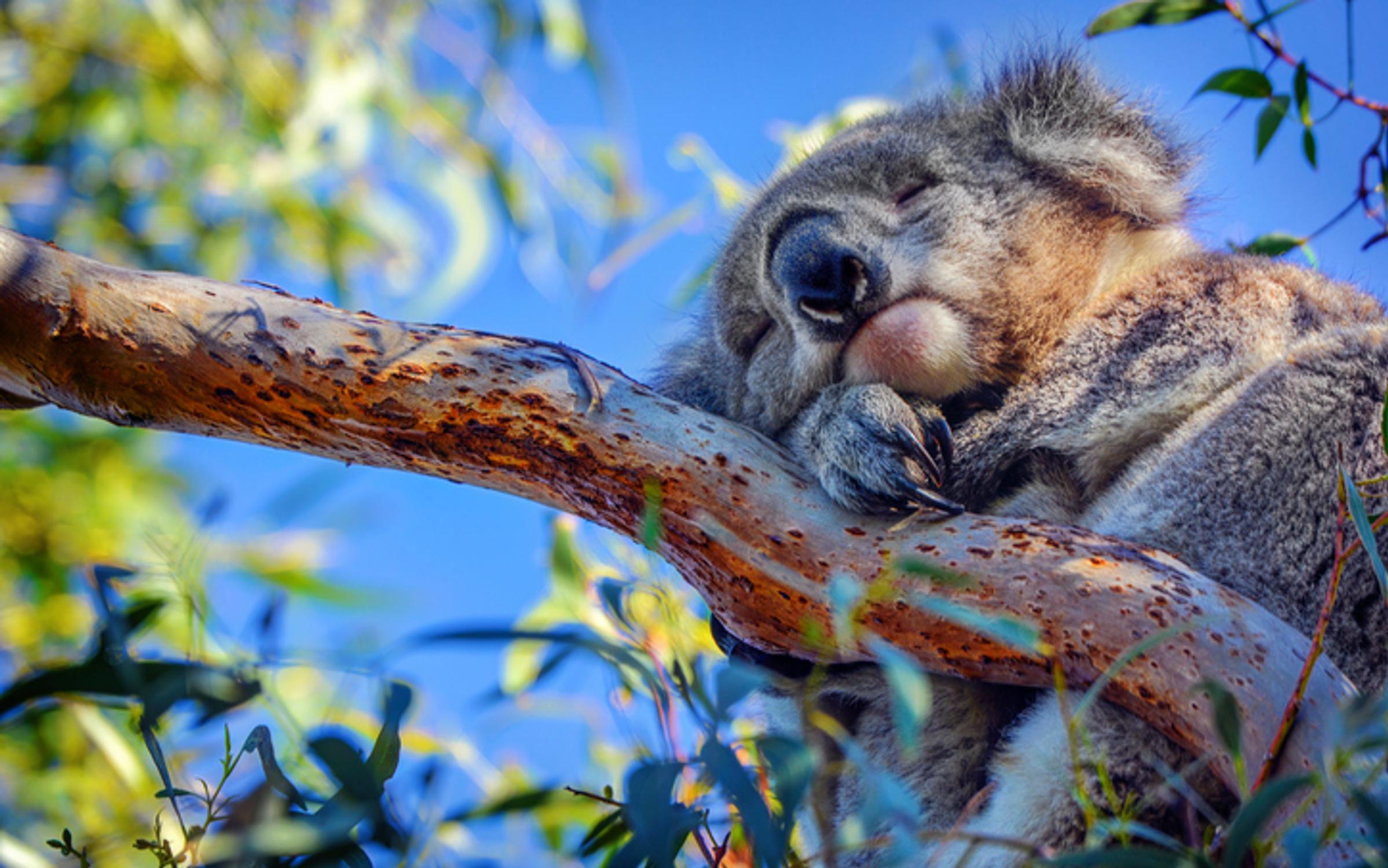 Koala sleeping in tree