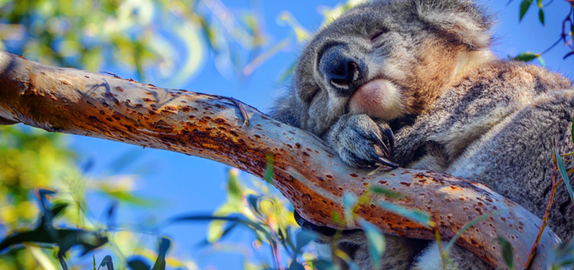 Creating Wildlife Corridors in Victoria, Australia