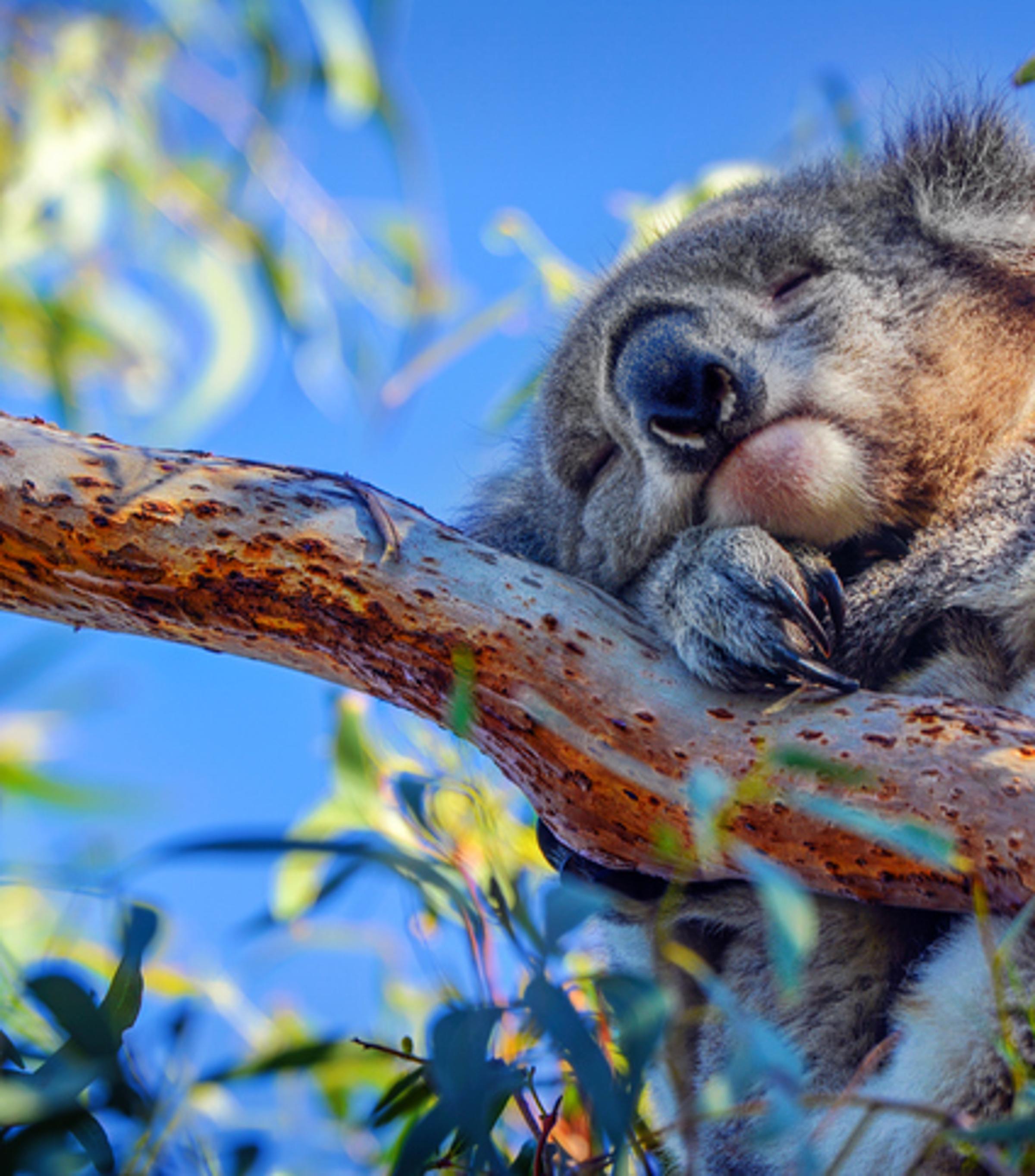 Creating Wildlife Corridors in Victoria, Australia