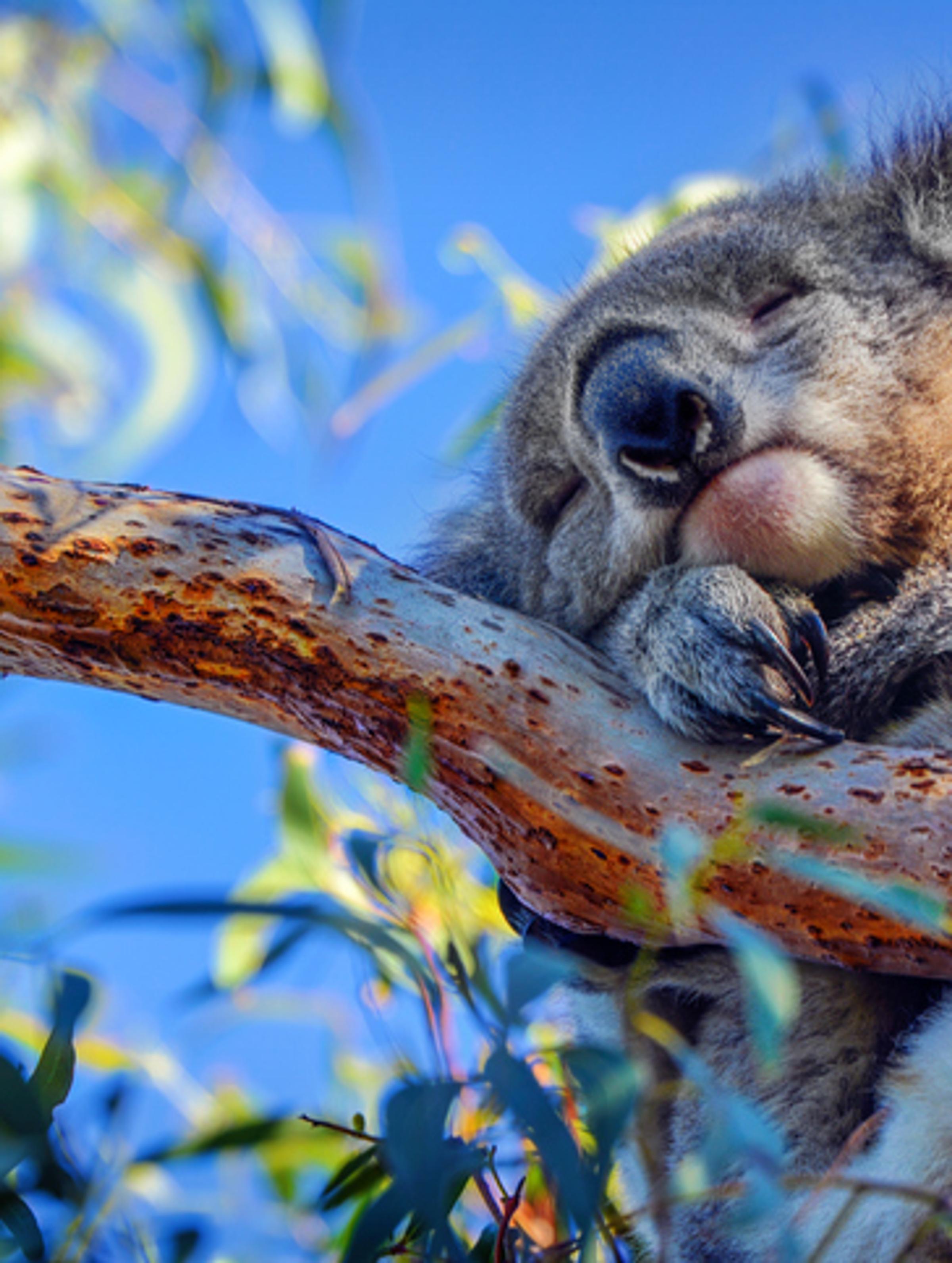 Creating Wildlife Corridors in Victoria, Australia
