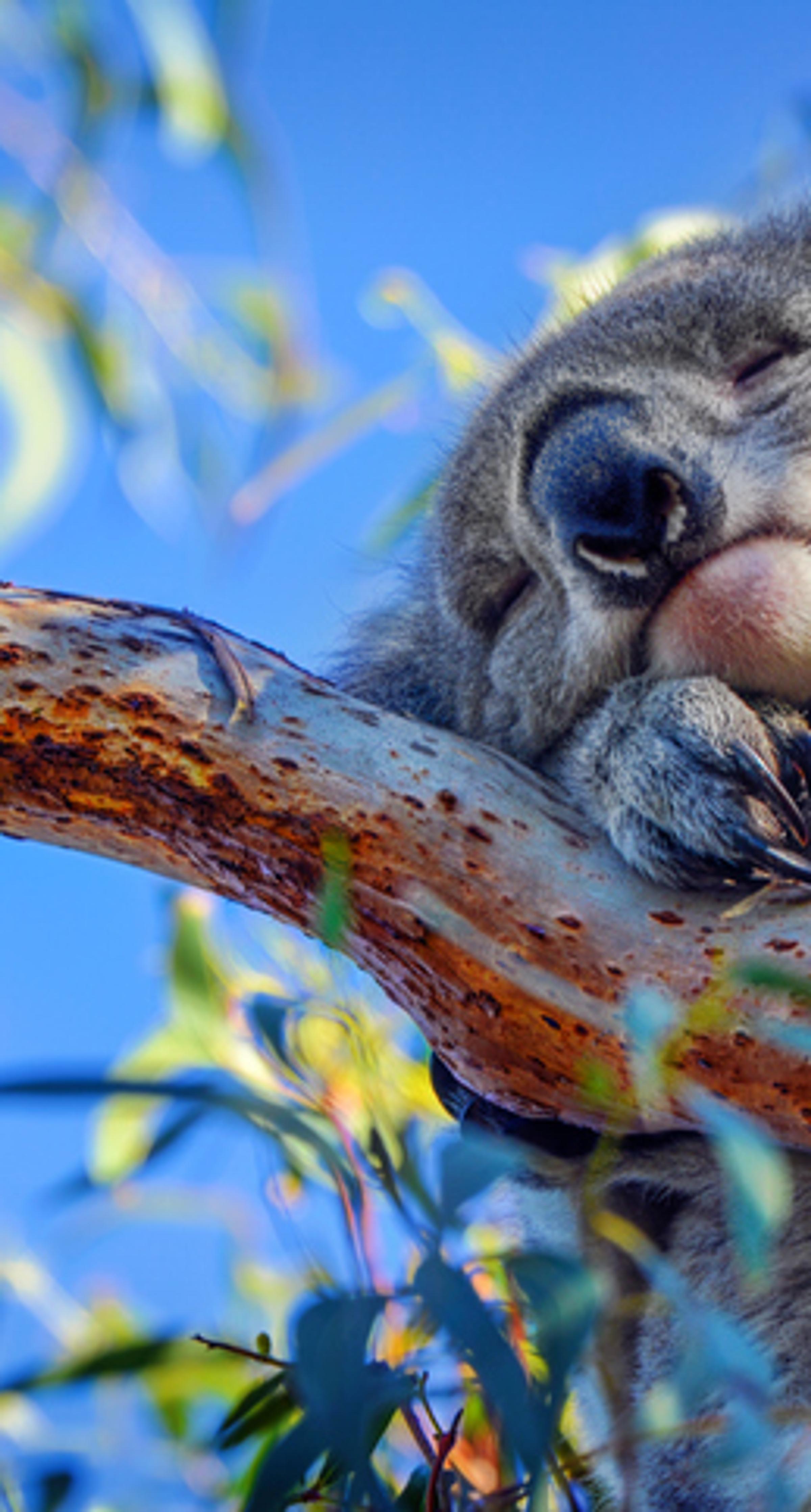 Koala sleeping in tree