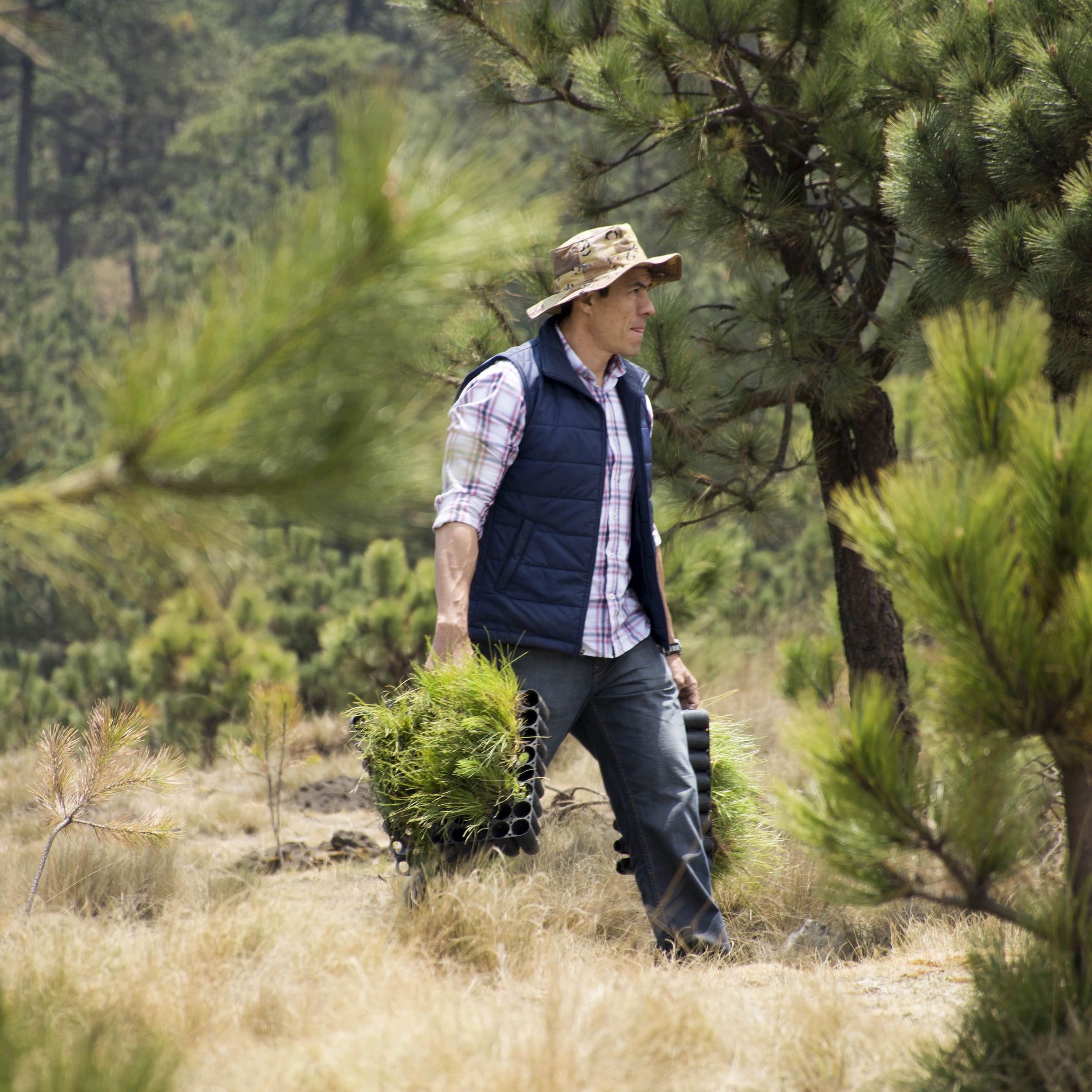 Man walking through forest with saplings