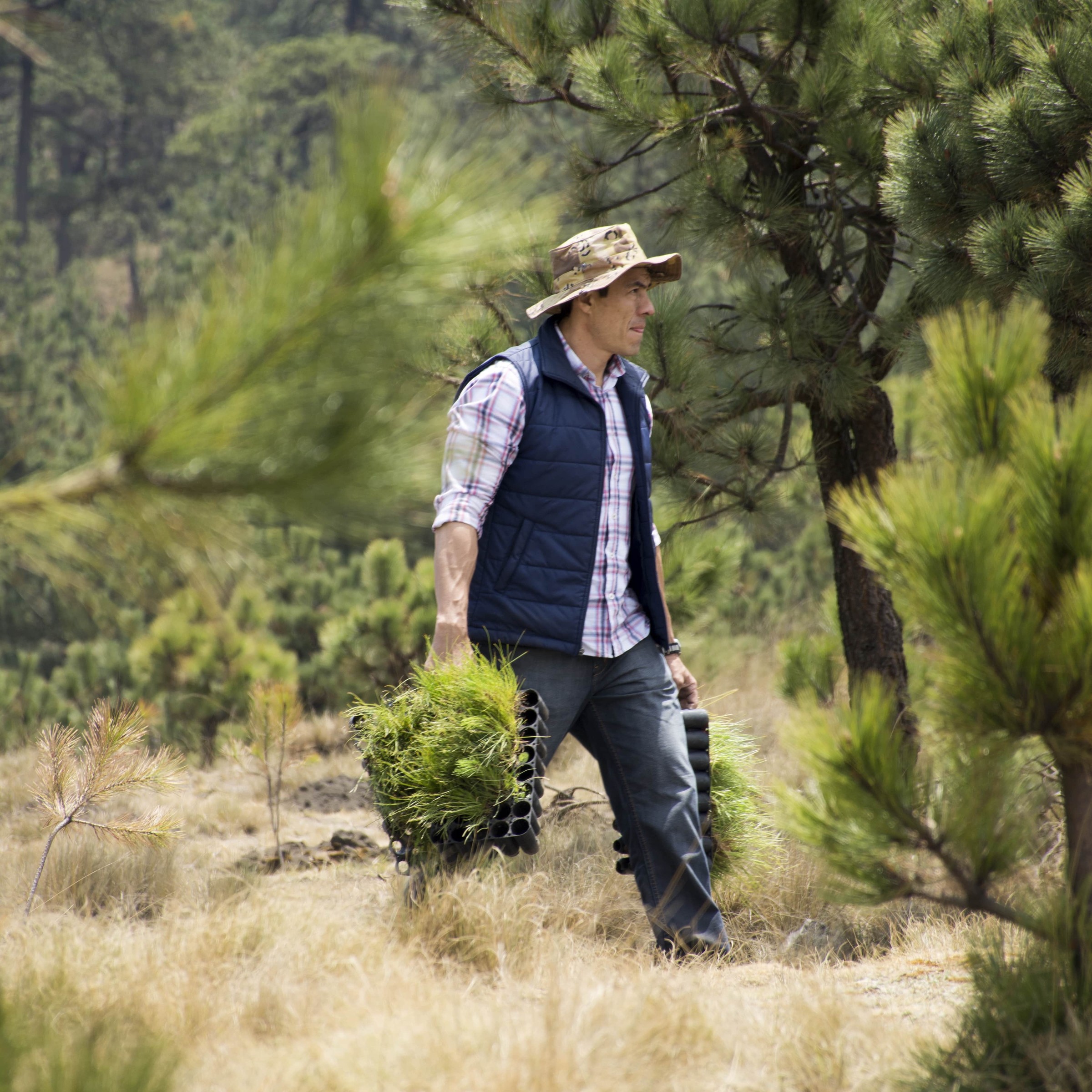 Man walking through forest with saplings