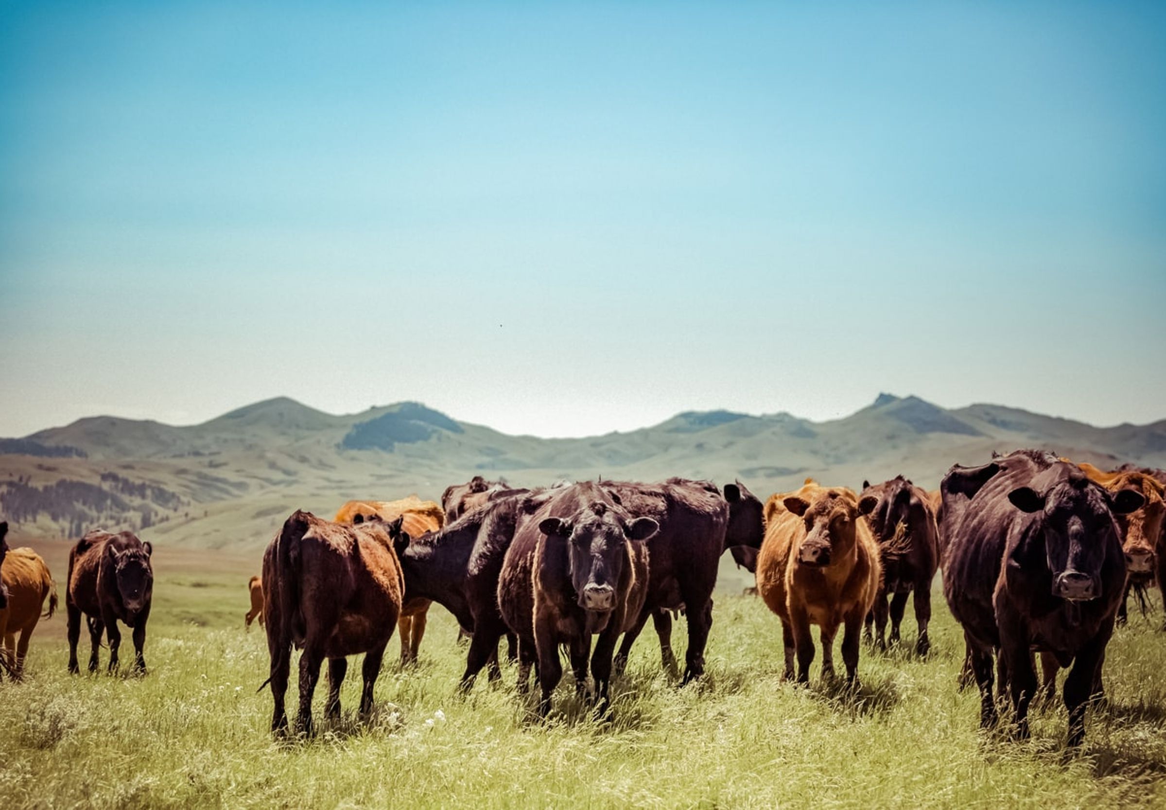 Cattle farm