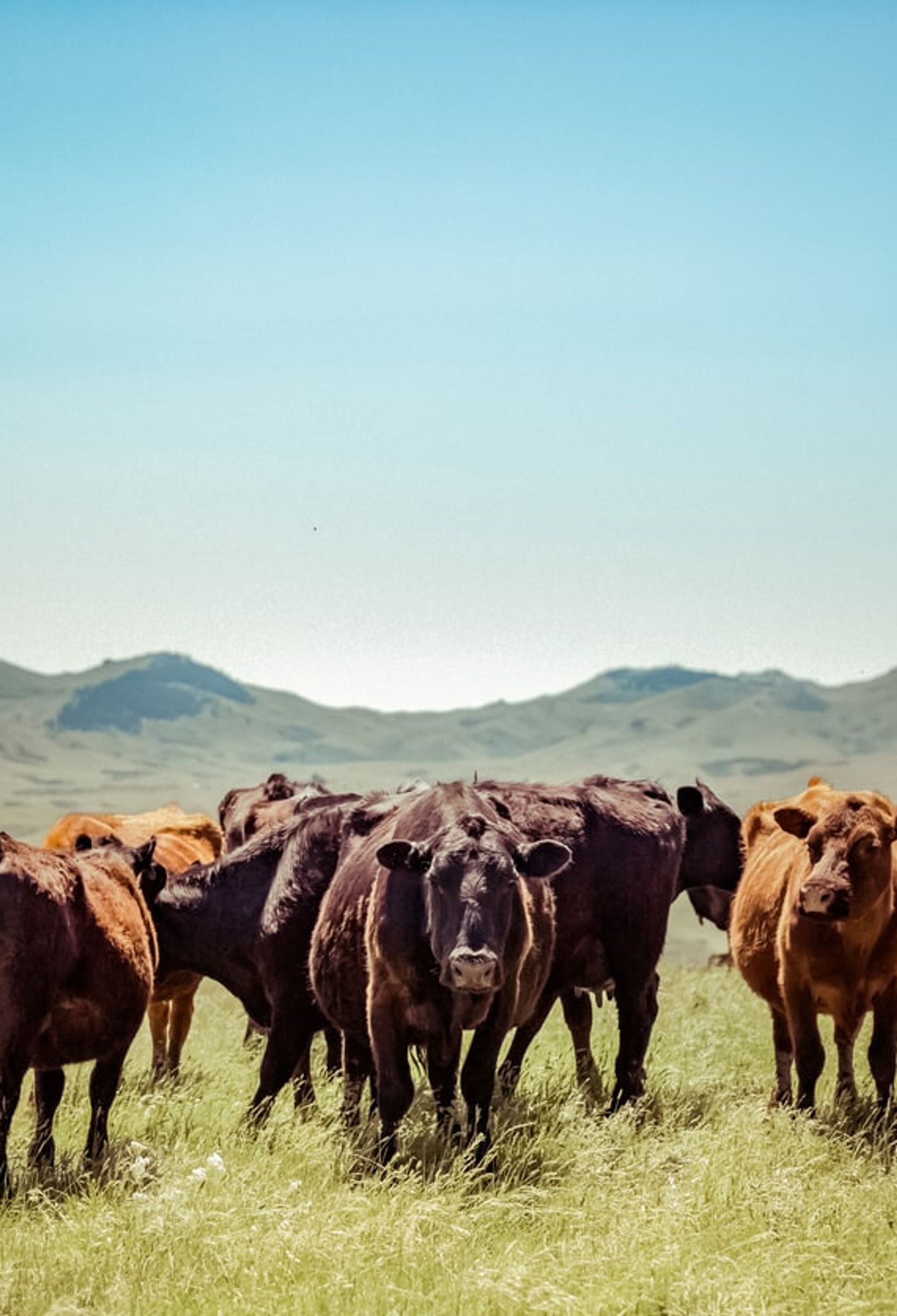 Cattle farm