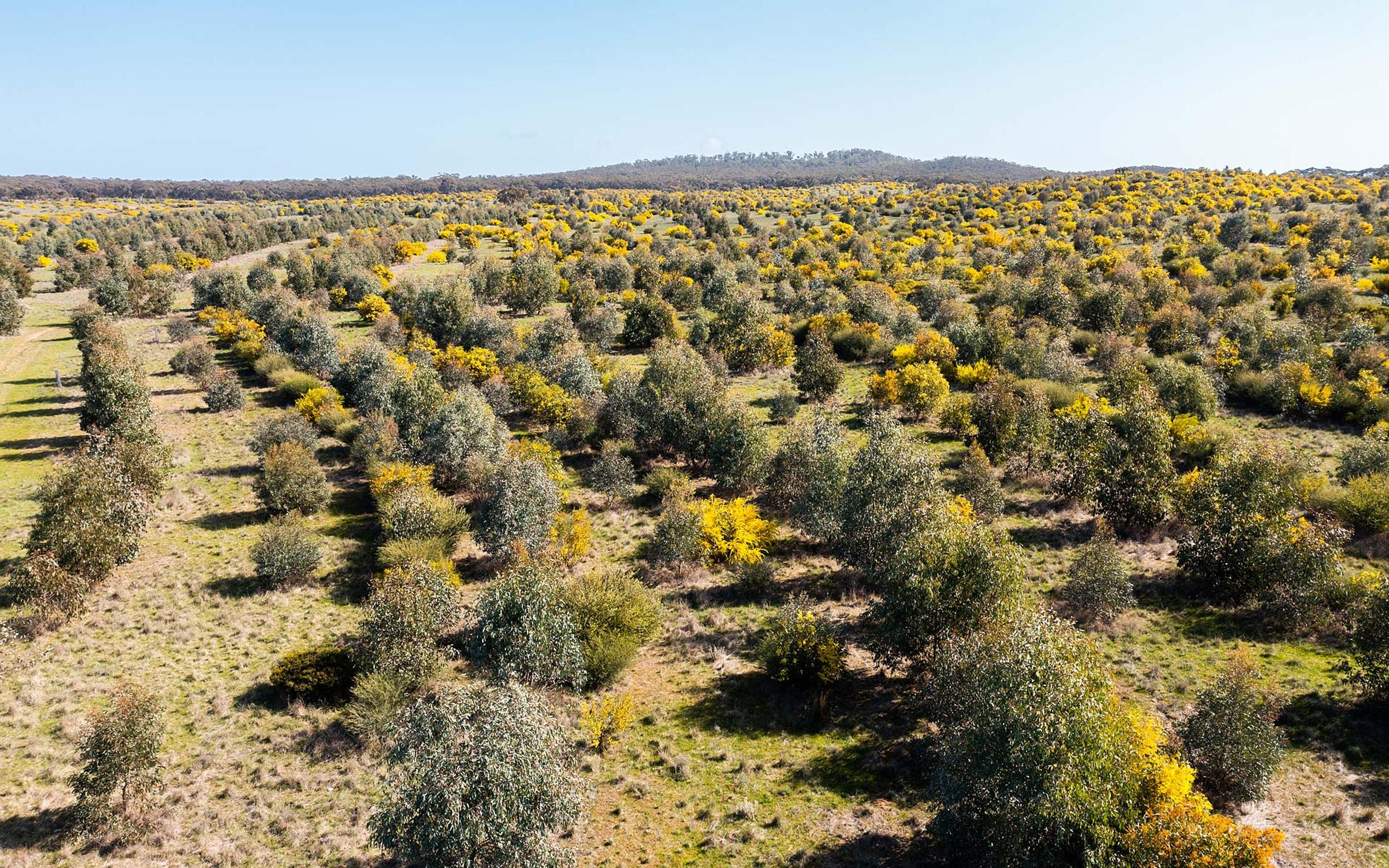 Wide view of restoration project