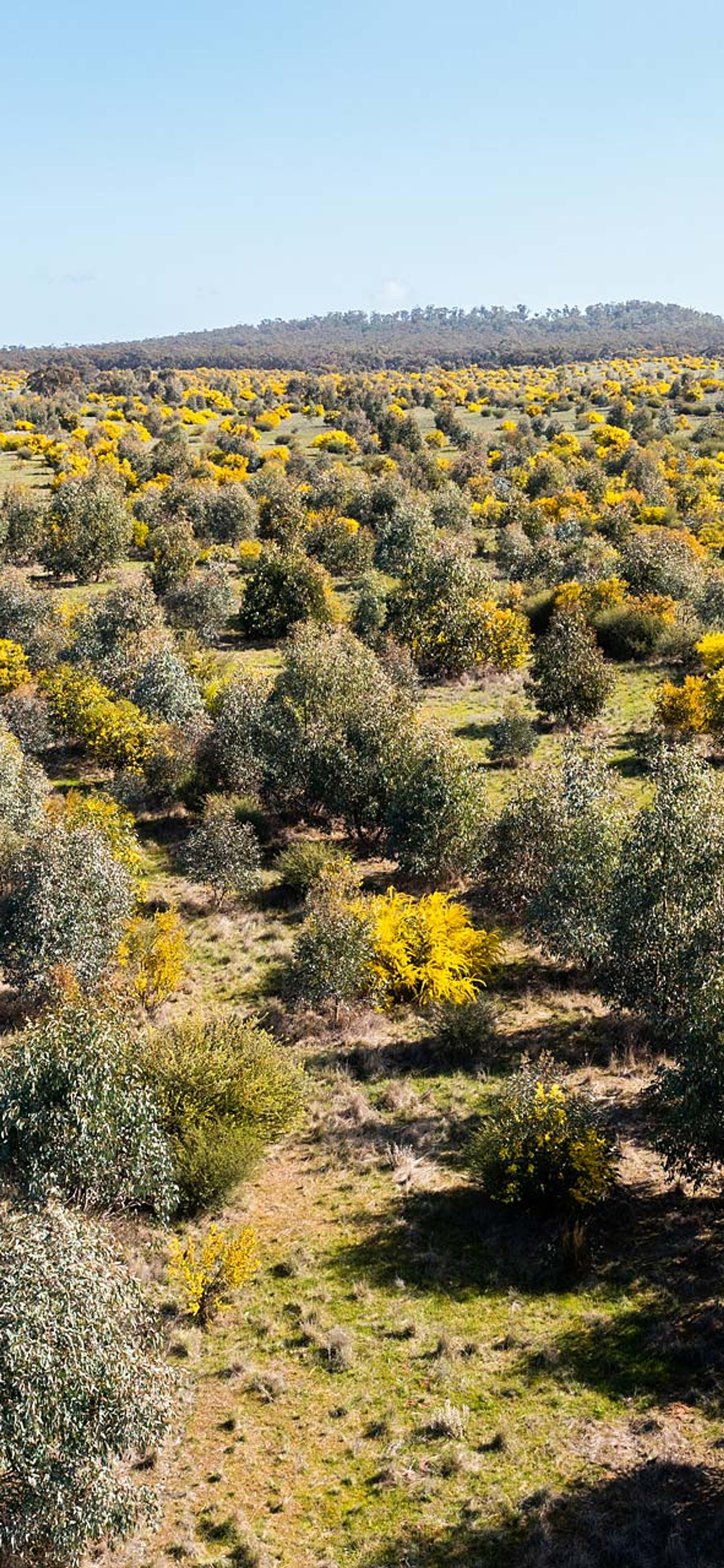 Wide view of restoration project