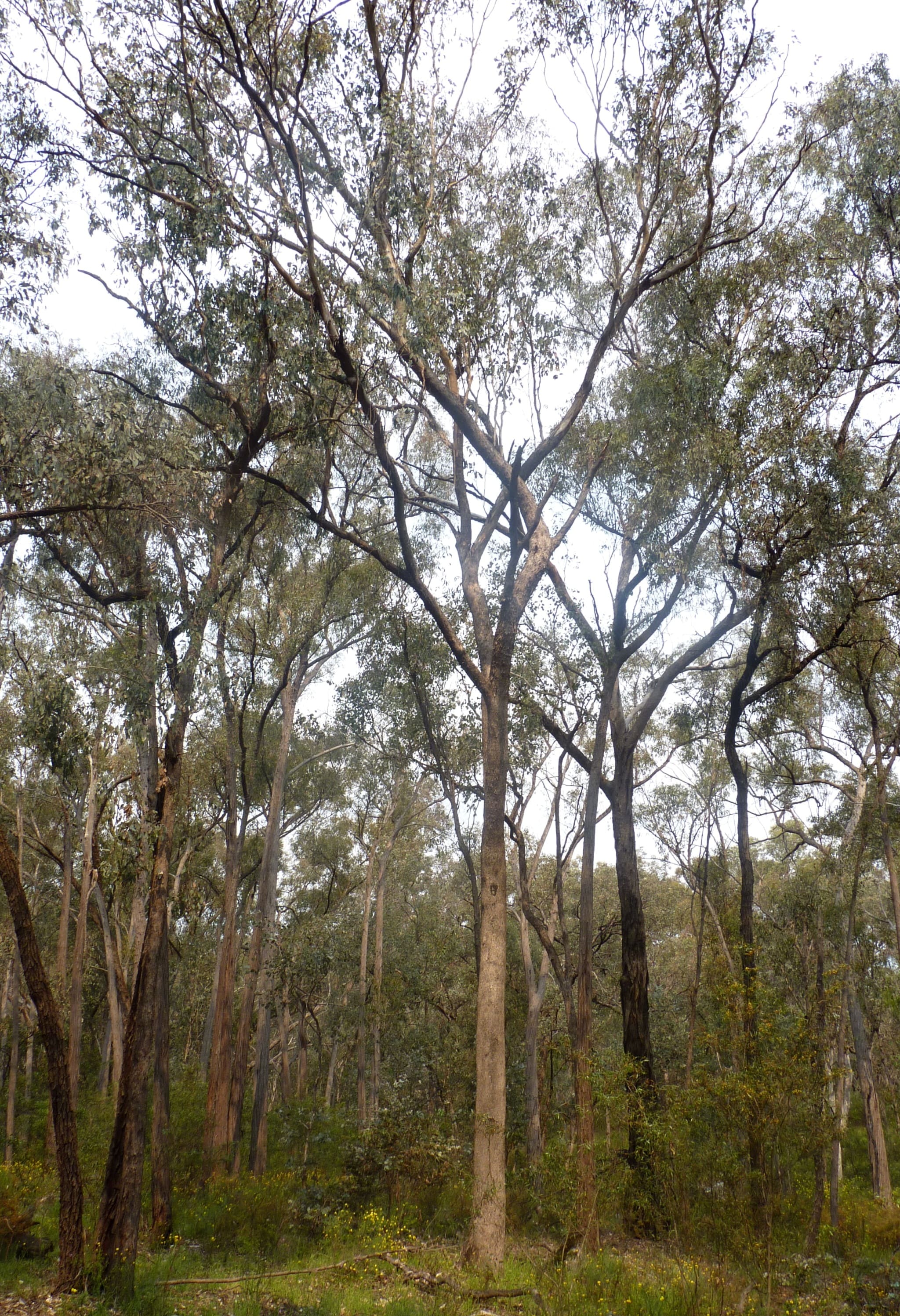 Central Victorian Box Iron Bark forest