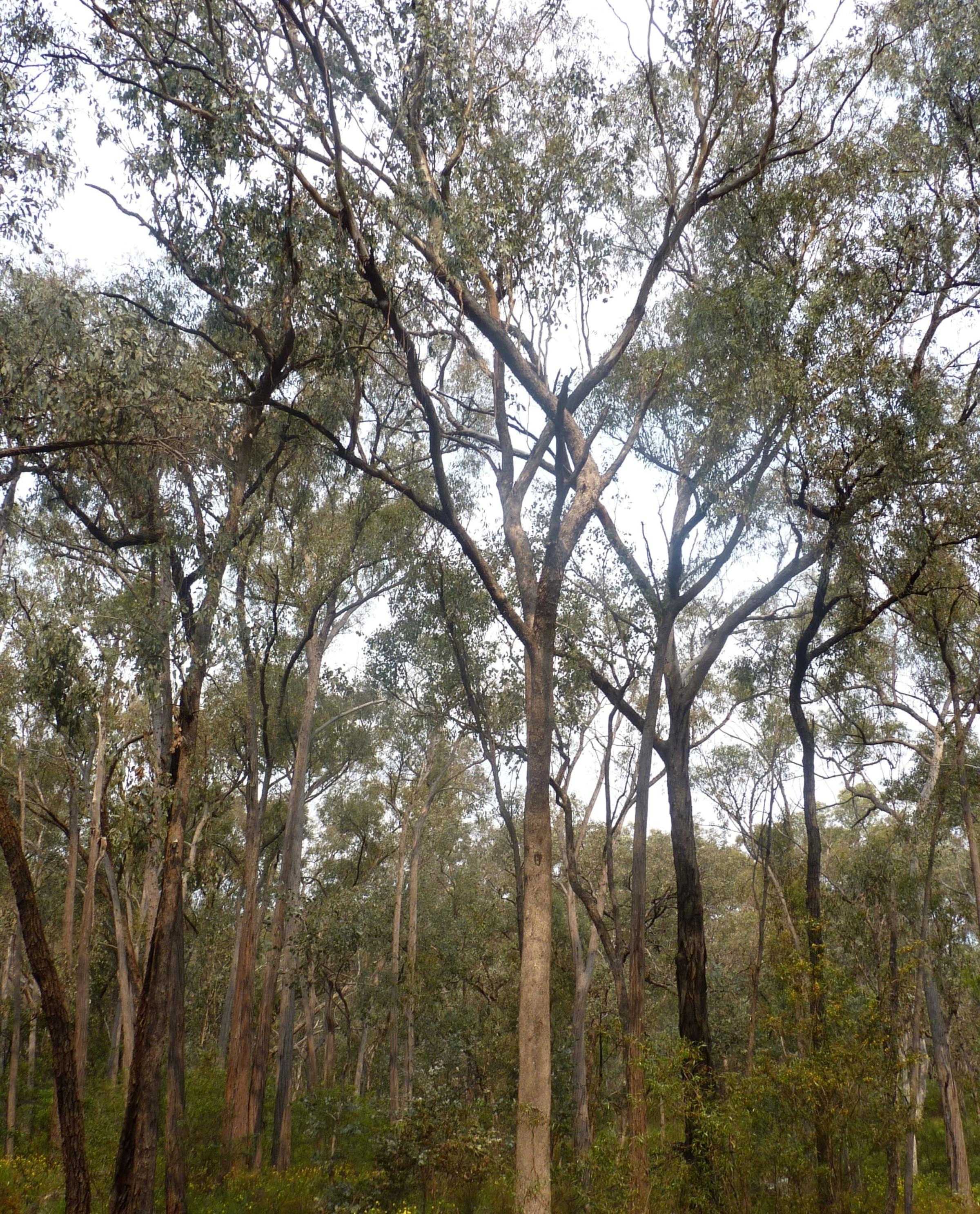 Central Victorian Box Iron Bark forest