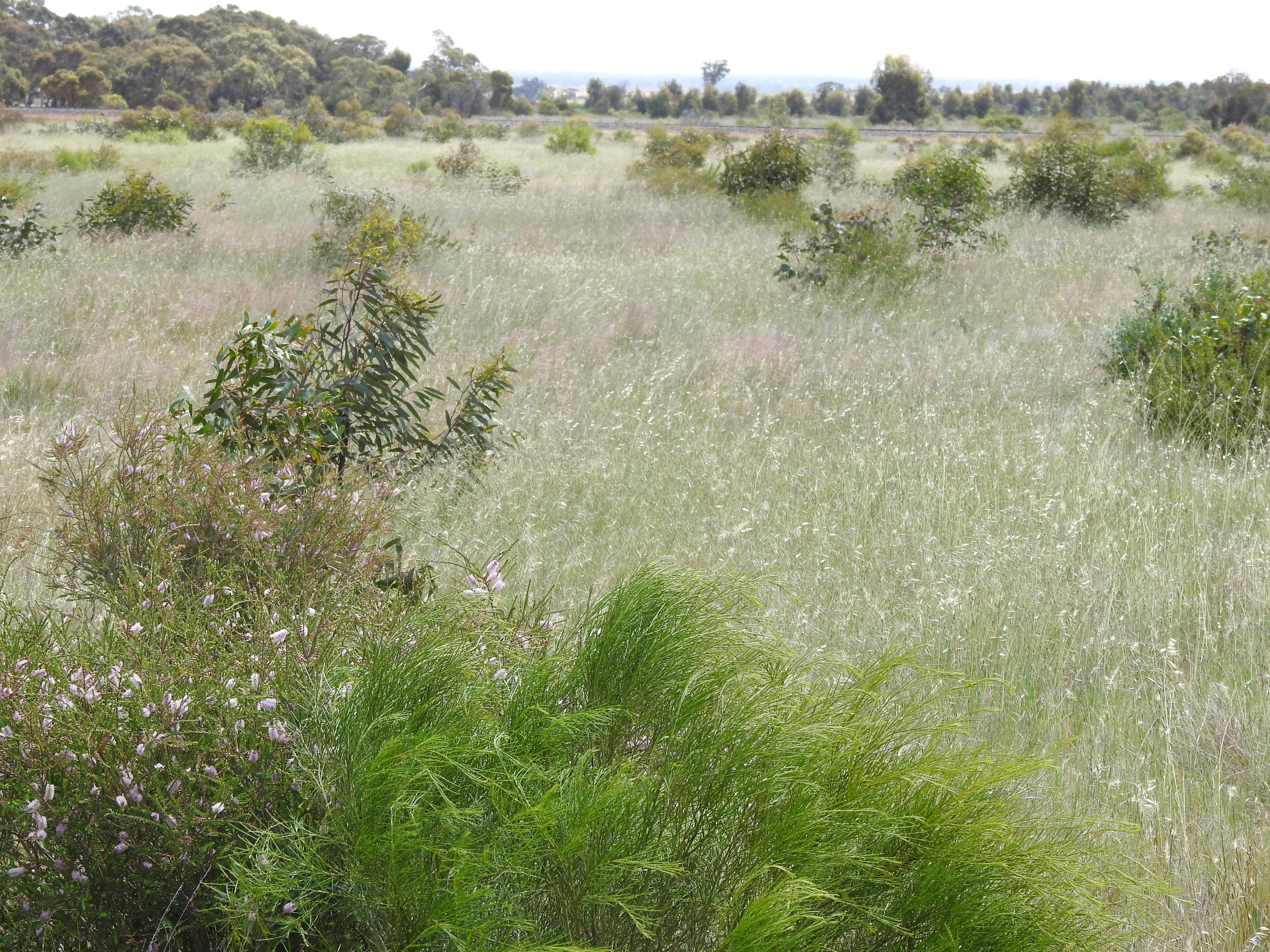 Reforestation project three year growth australia