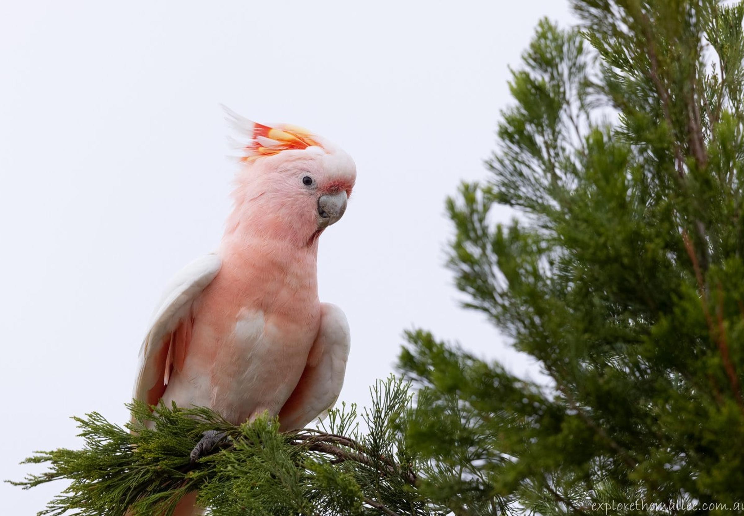 Pink Cockatoo