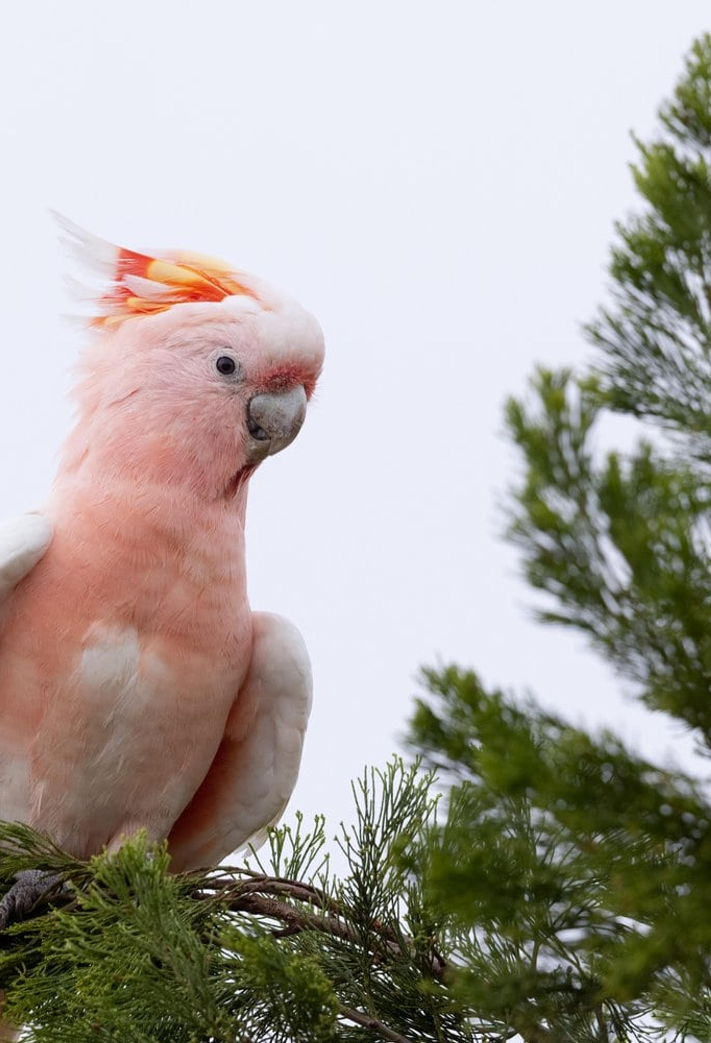 Pink Cockatoo