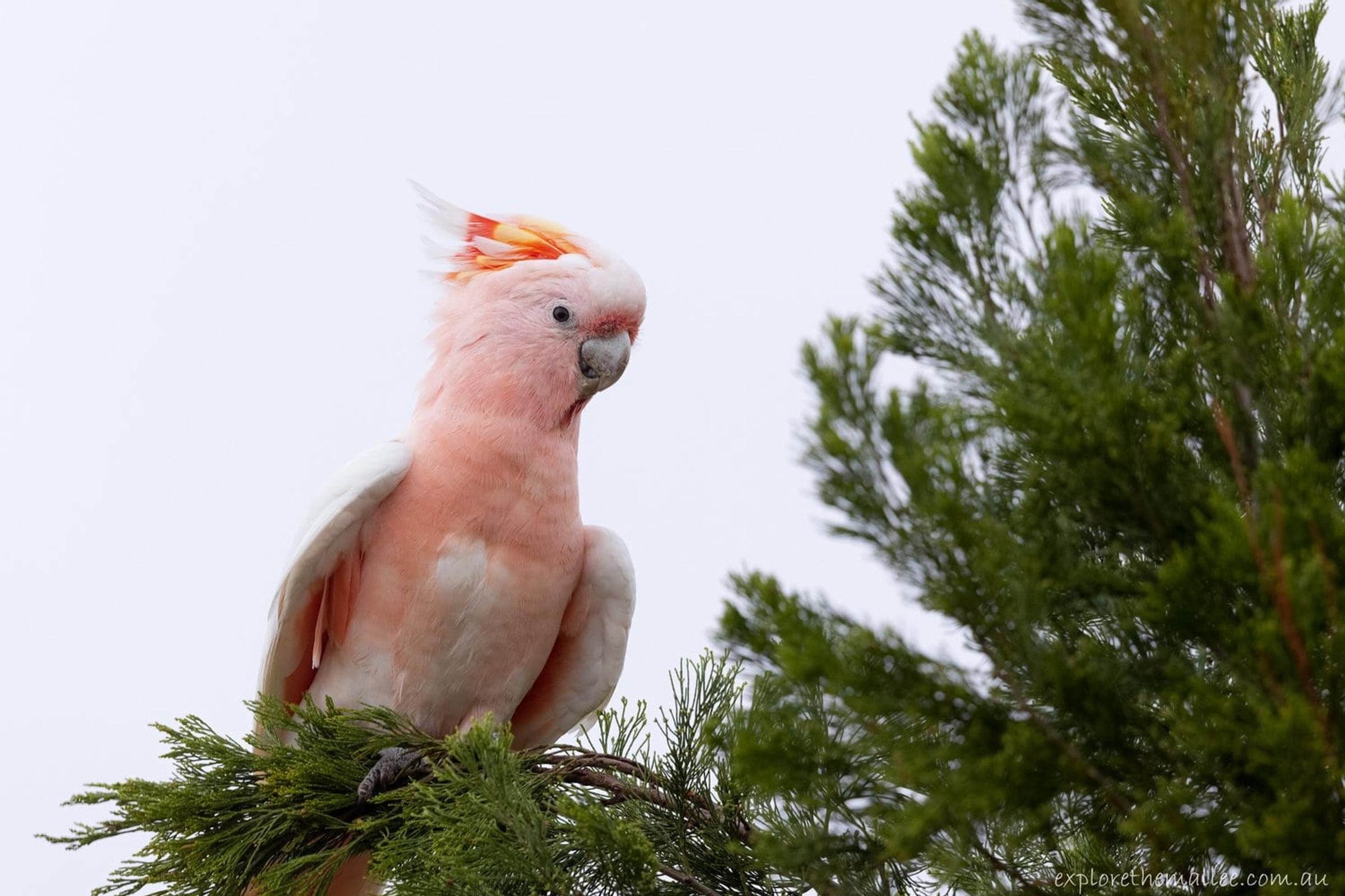 Pink cockatoo