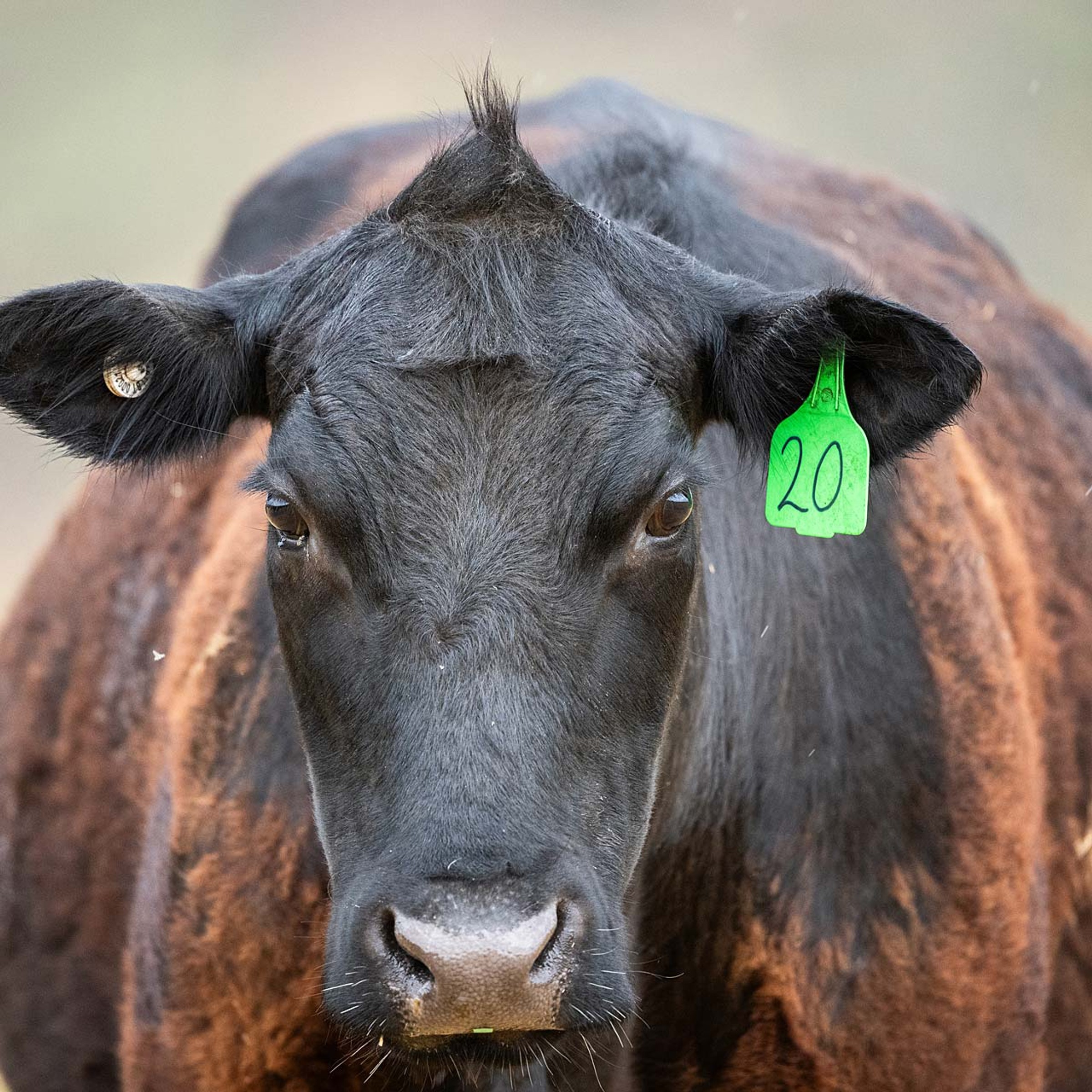 Black cow close up