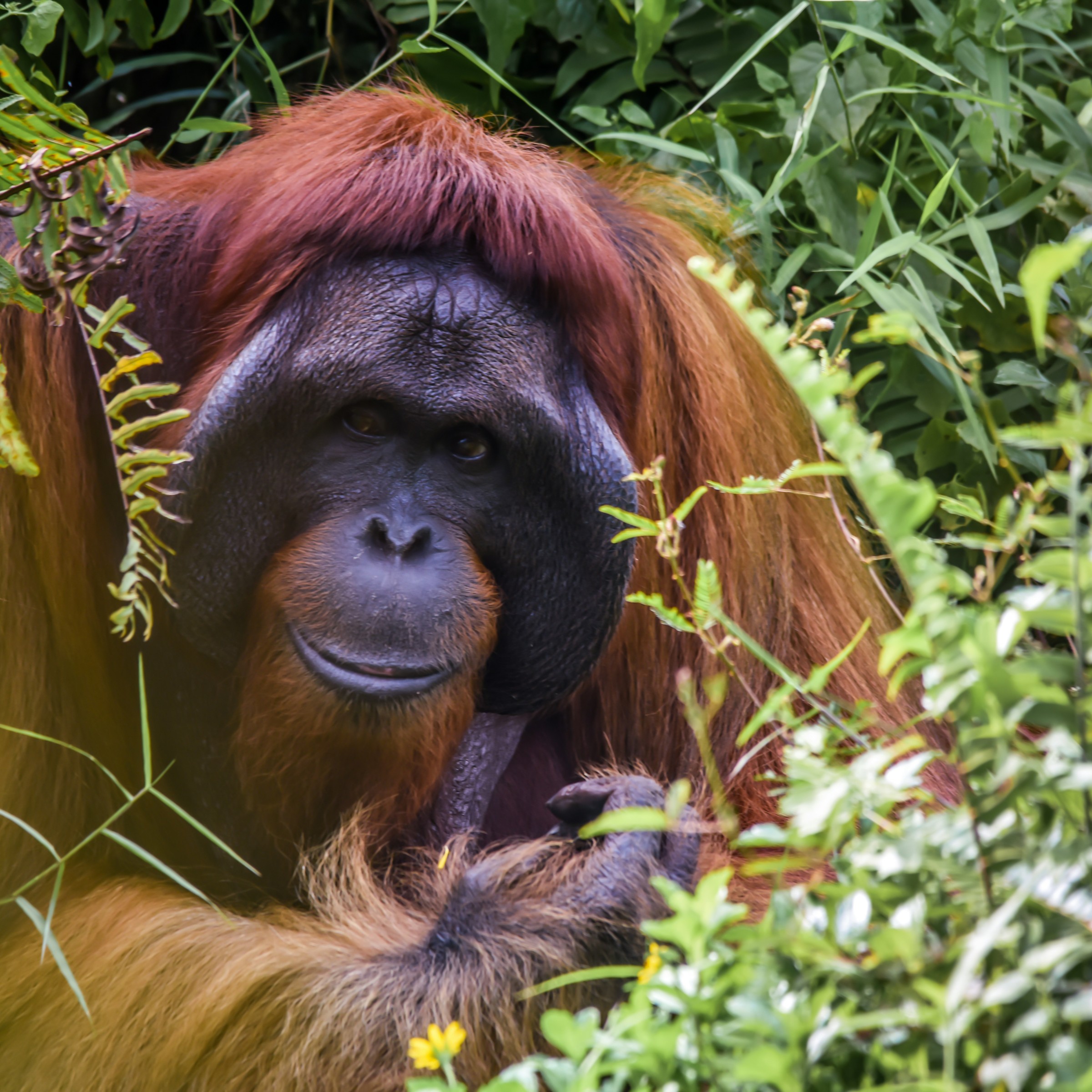 Orangutan in jungle