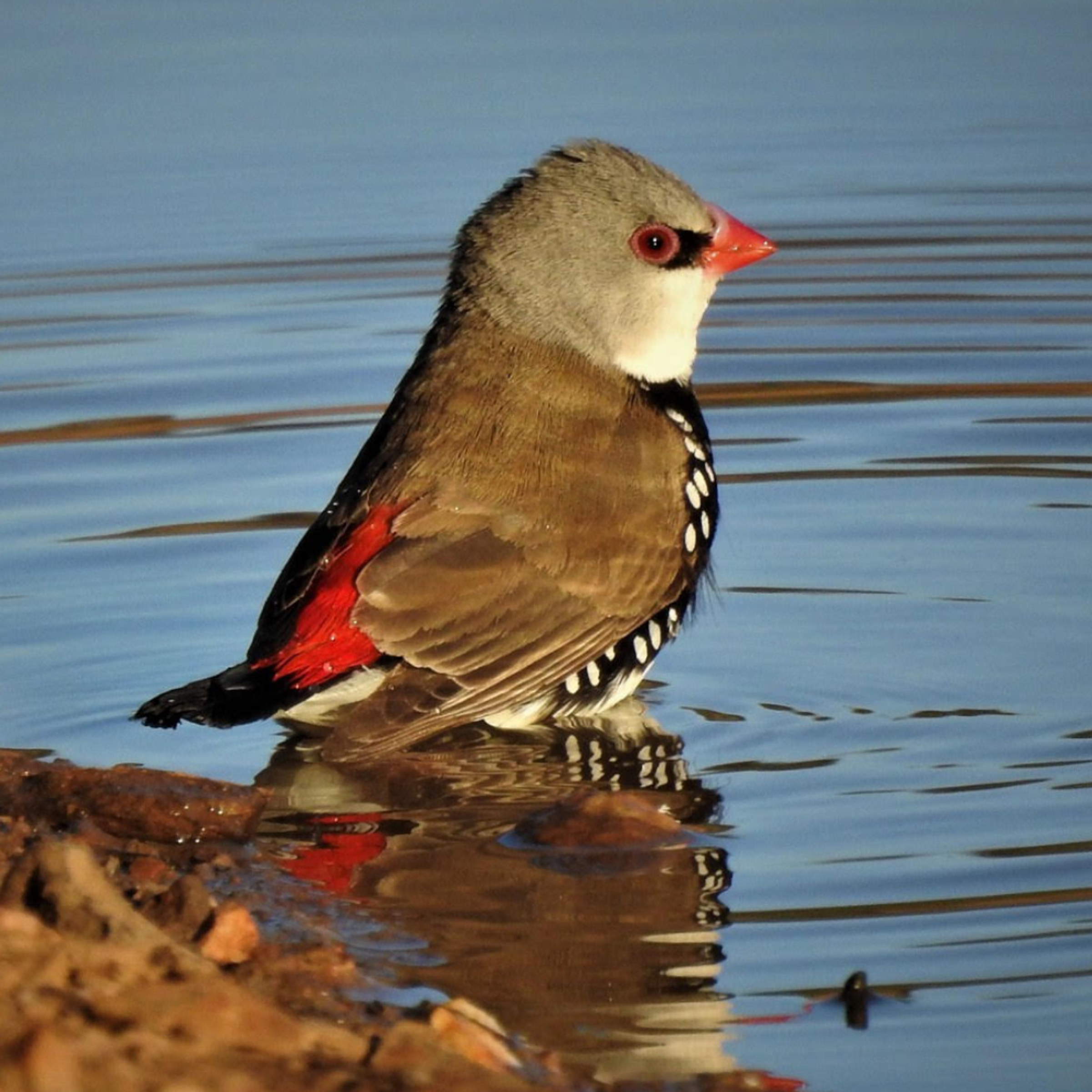 Diamond firetail
