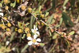 Leptospermum coriaceum