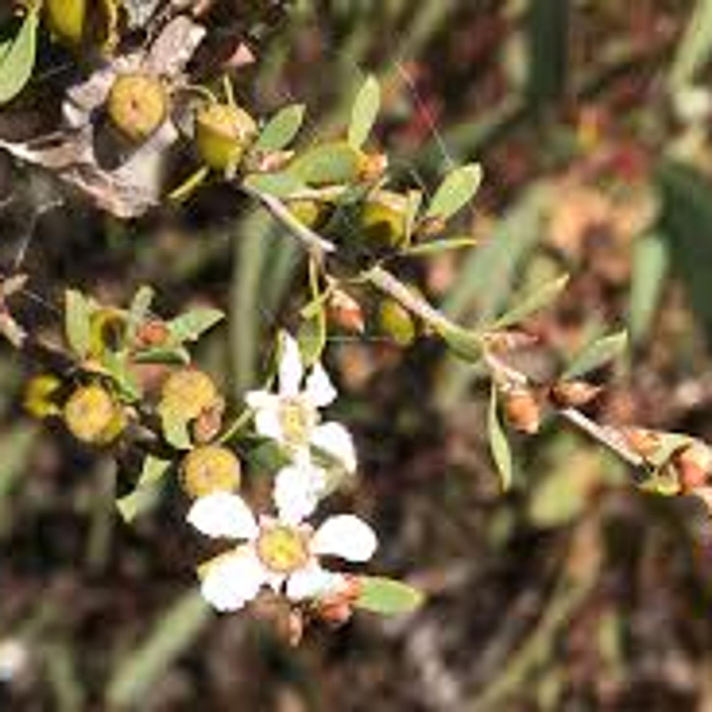 Leptospermum coriaceum
