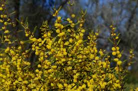 Acacia montana