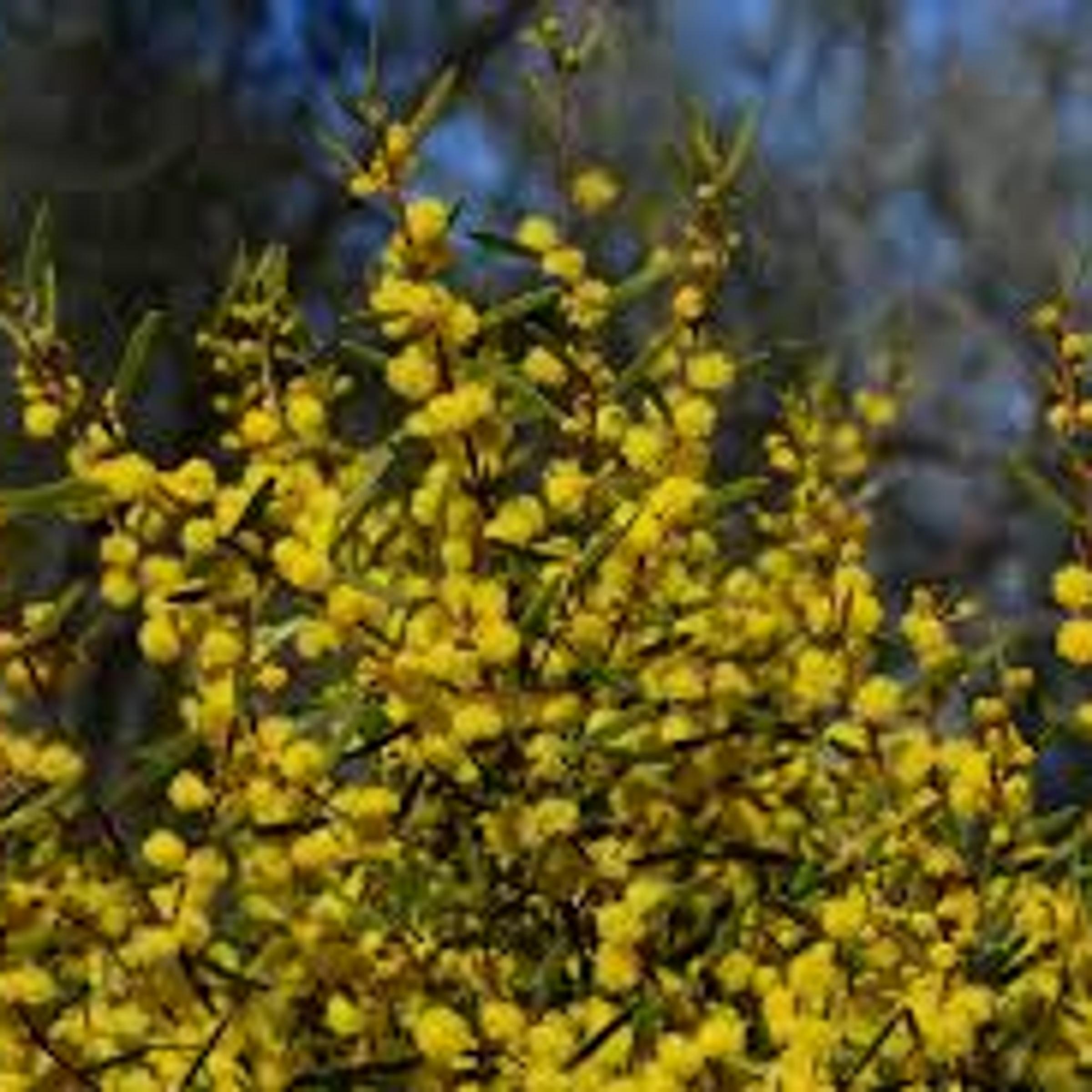 Acacia montana
