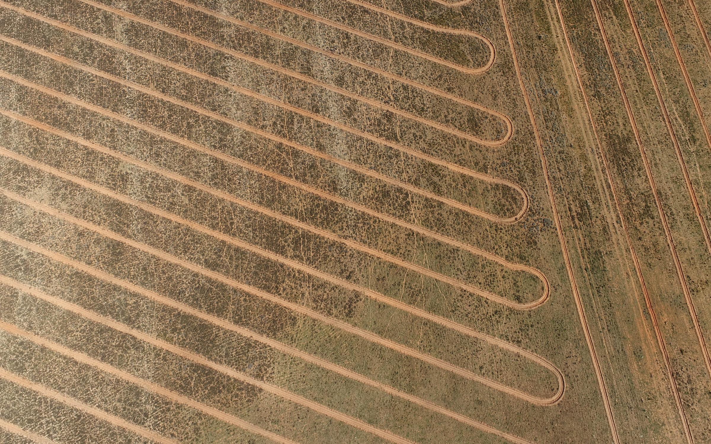 Direct seeding lines in the landscape
