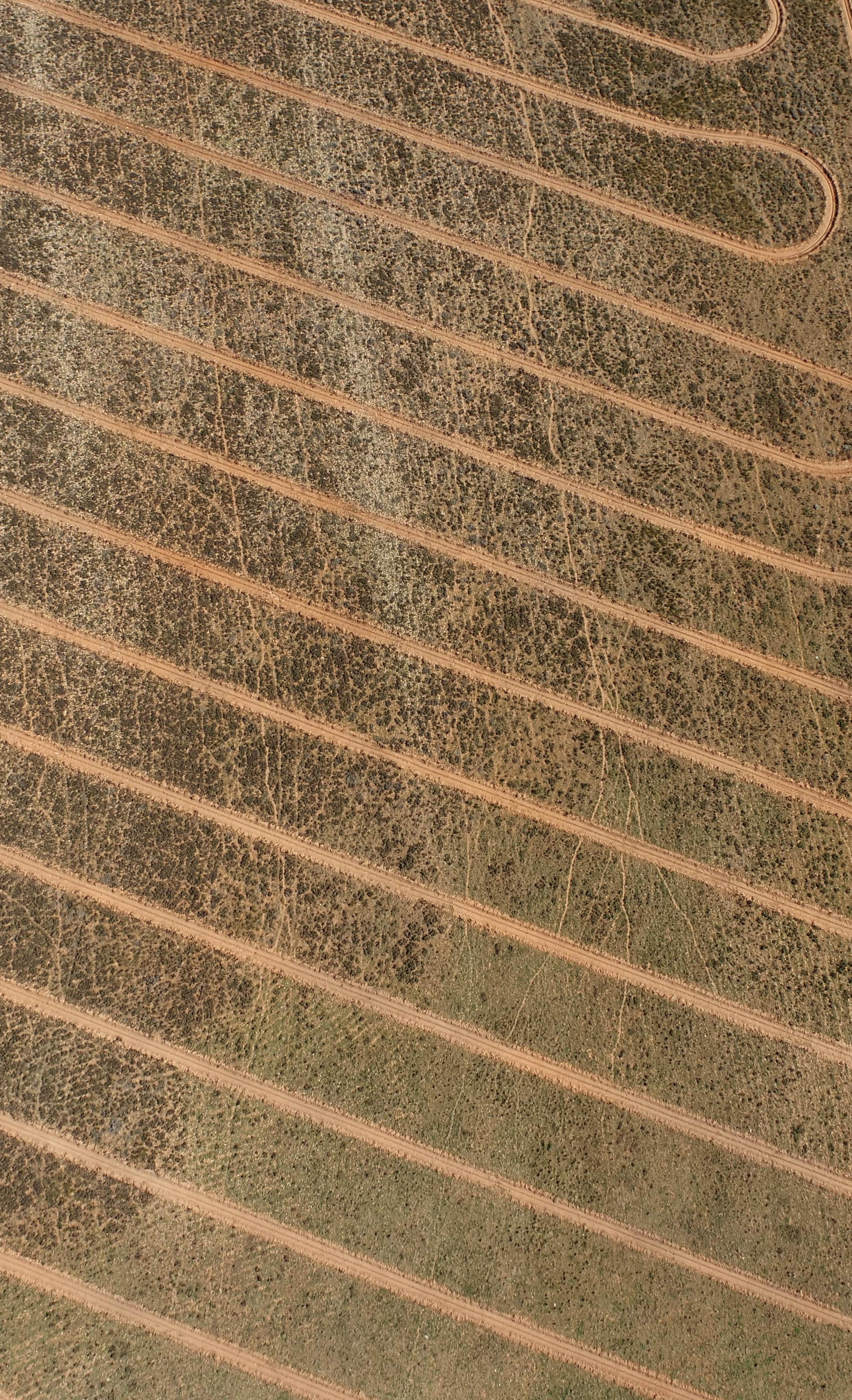 Direct seeding lines in the landscape