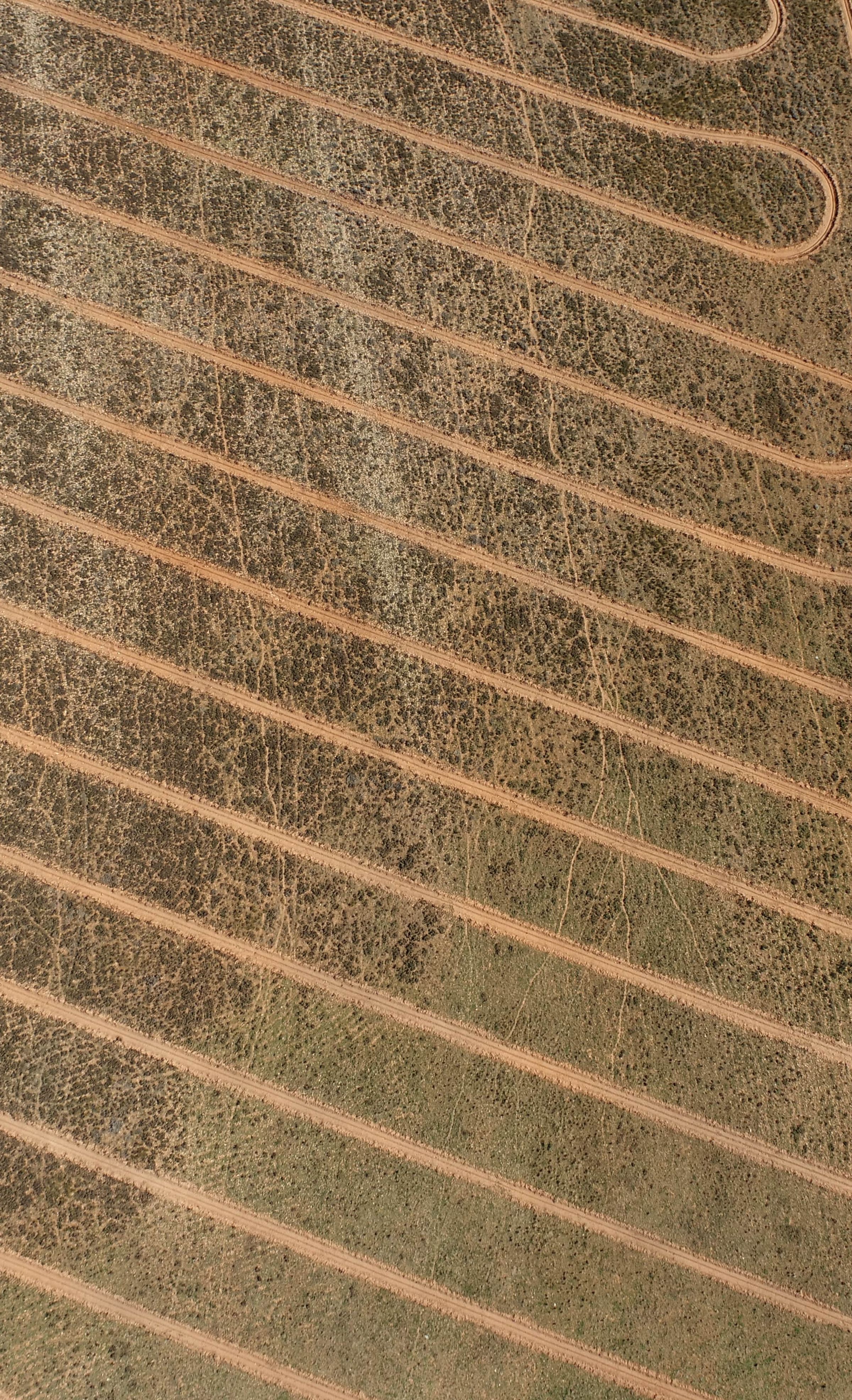 Direct seeding lines in the landscape
