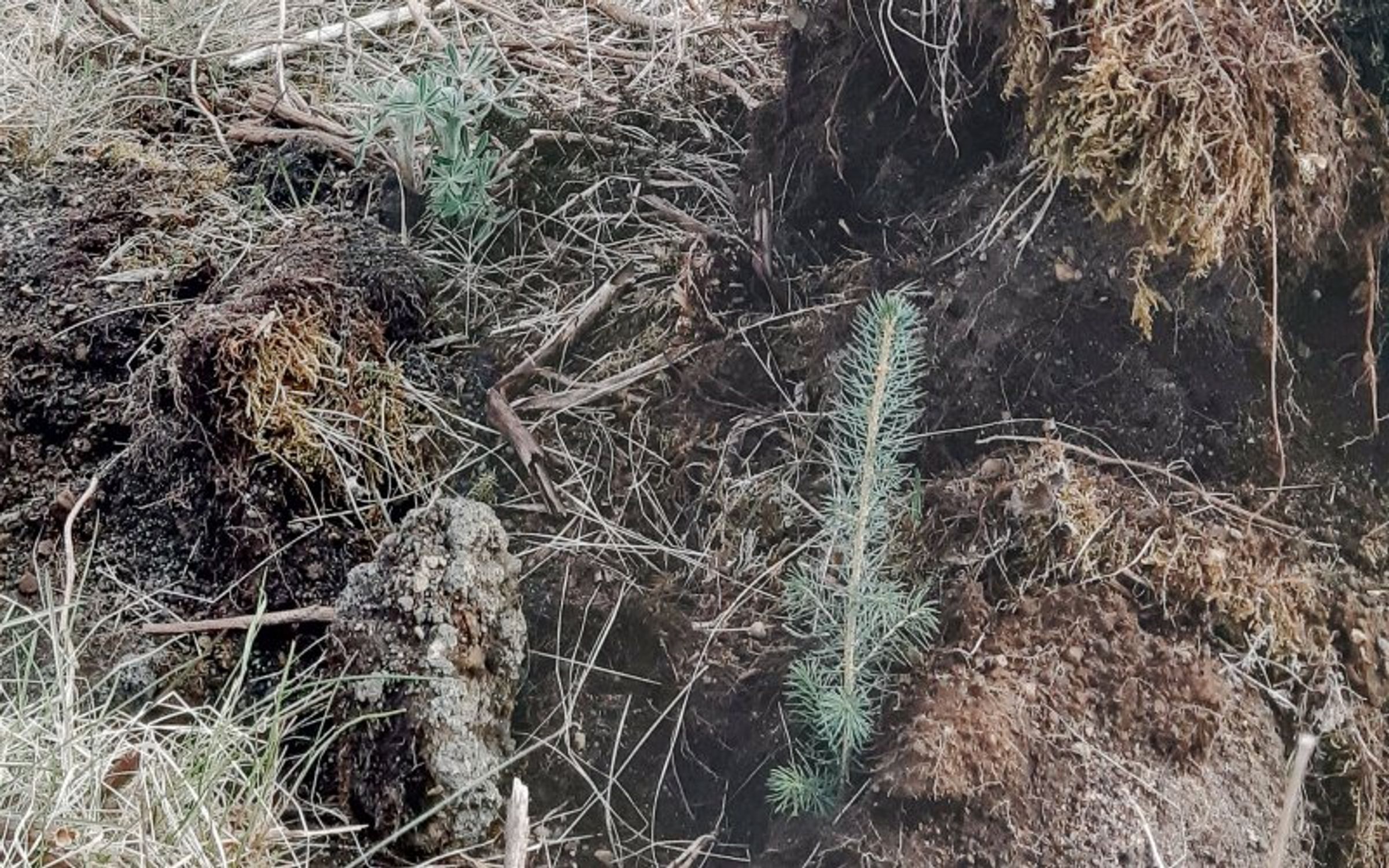 Reforestation