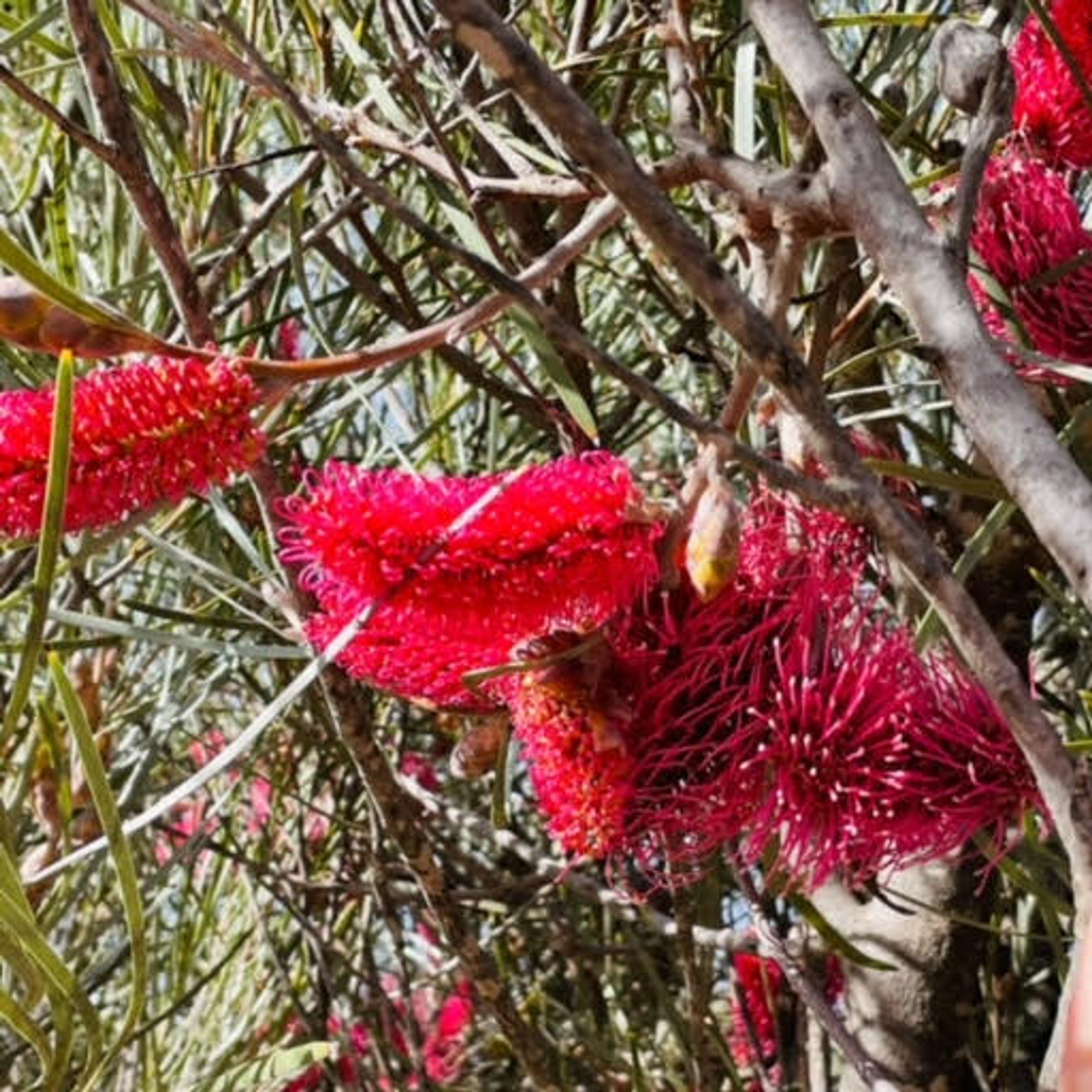 Bottlebrush hakea