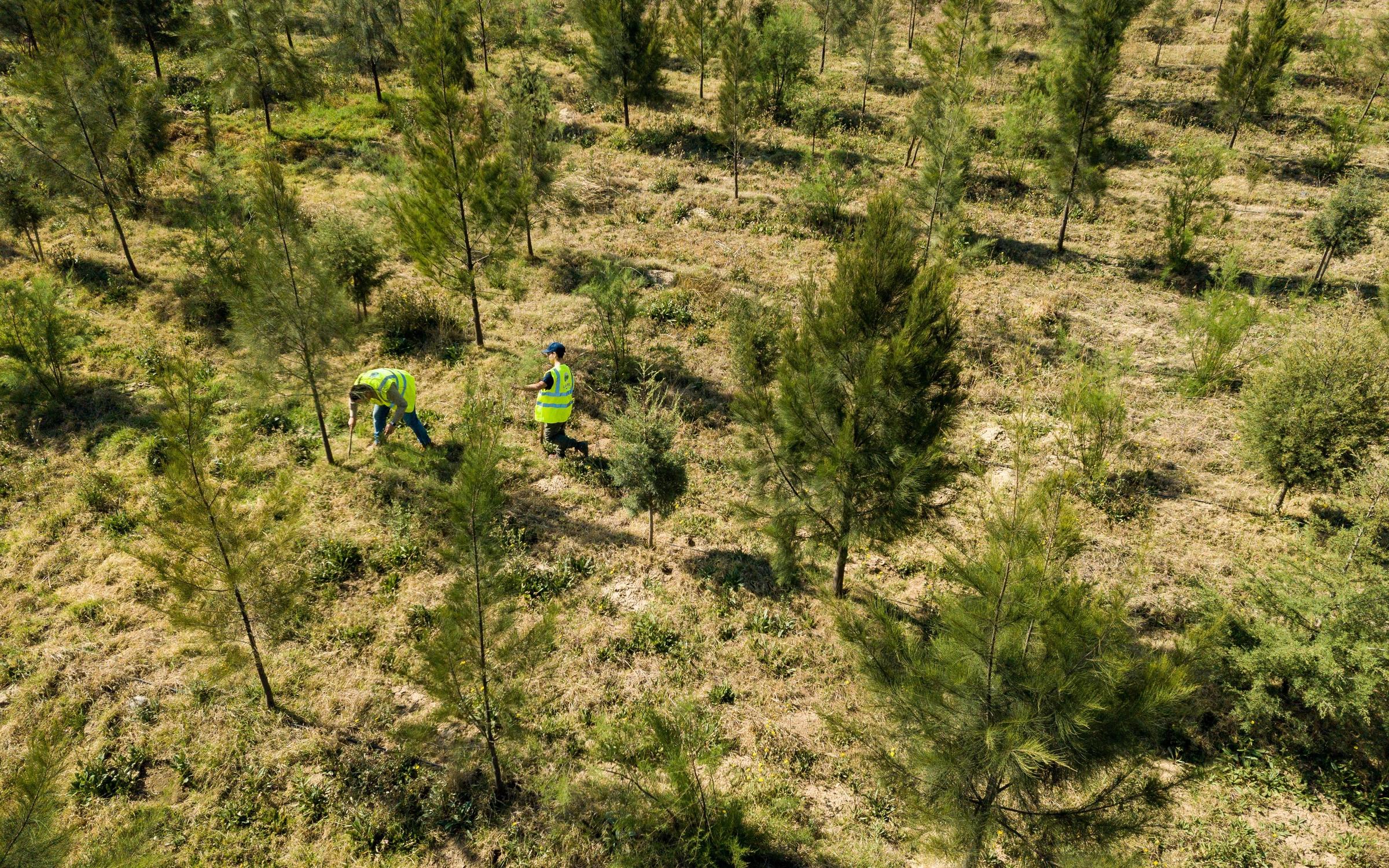 Ariel view of workers planting trees in forest