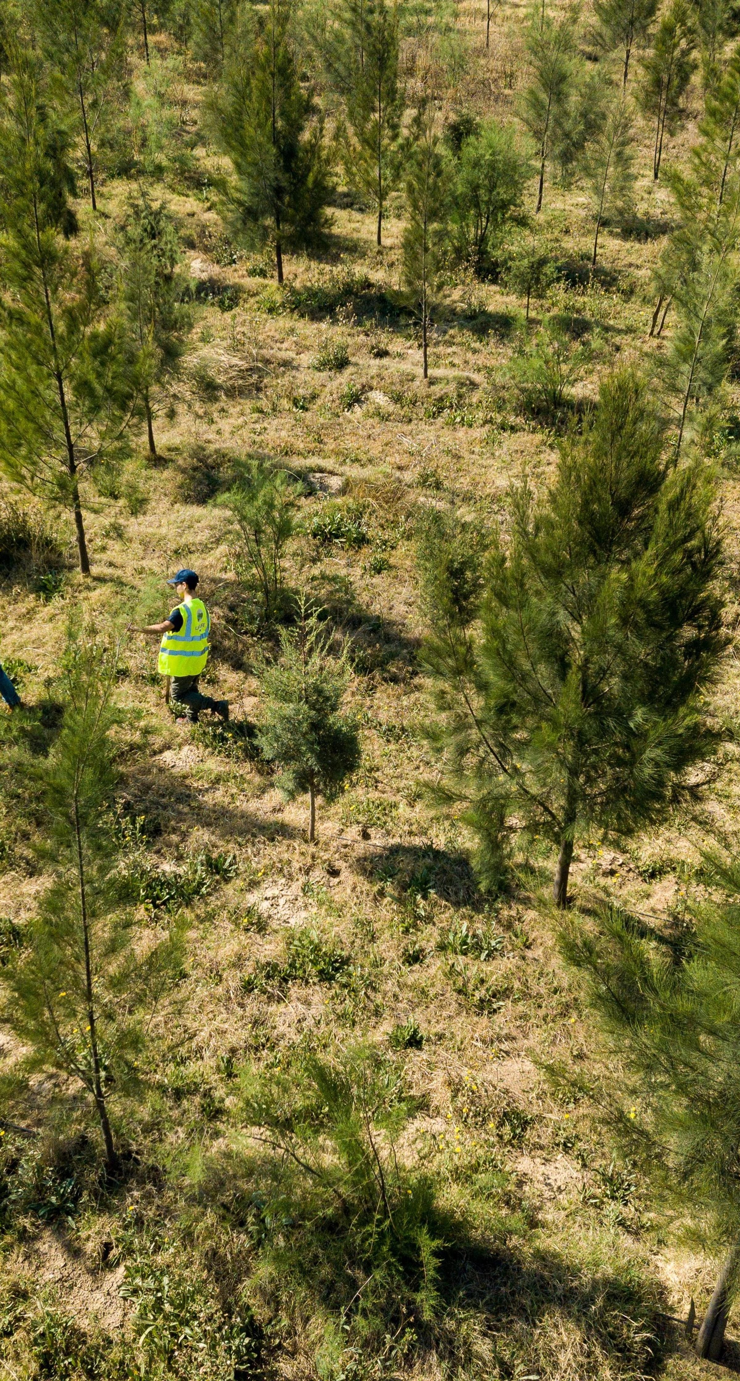 Ariel view of workers planting trees in forest