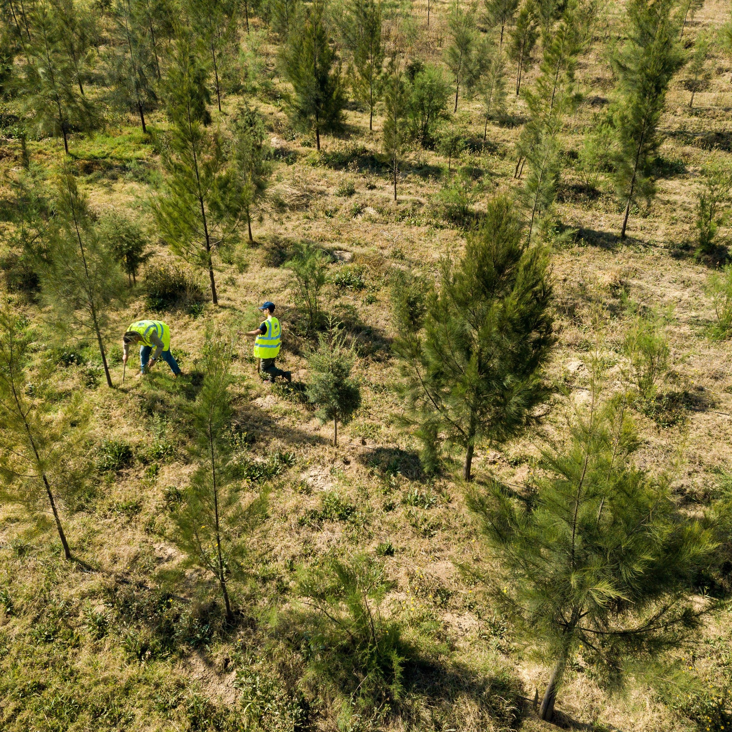 Reforestation project