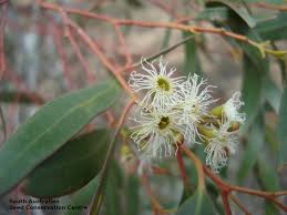 Eucalyptus gracilis 