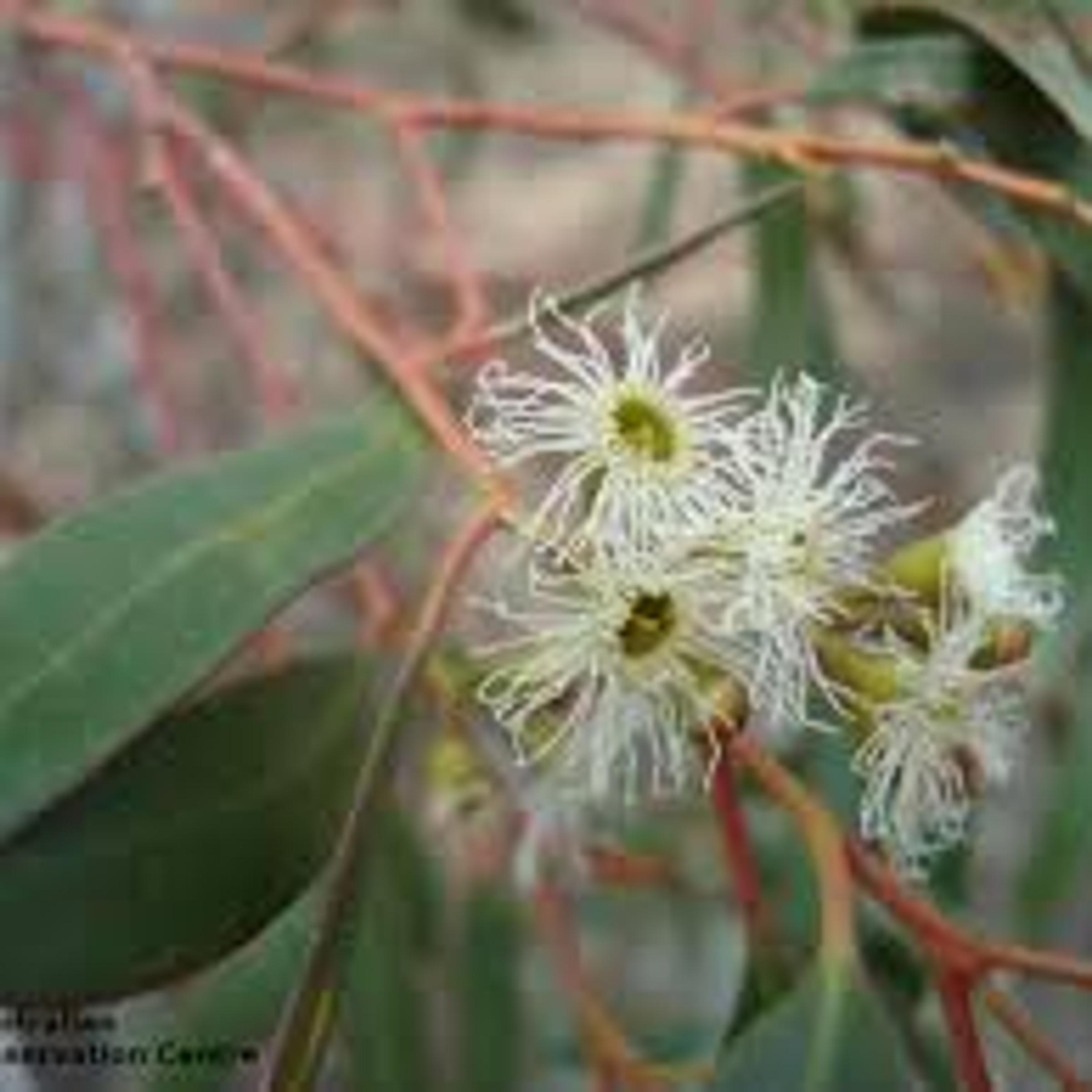 White Mallee