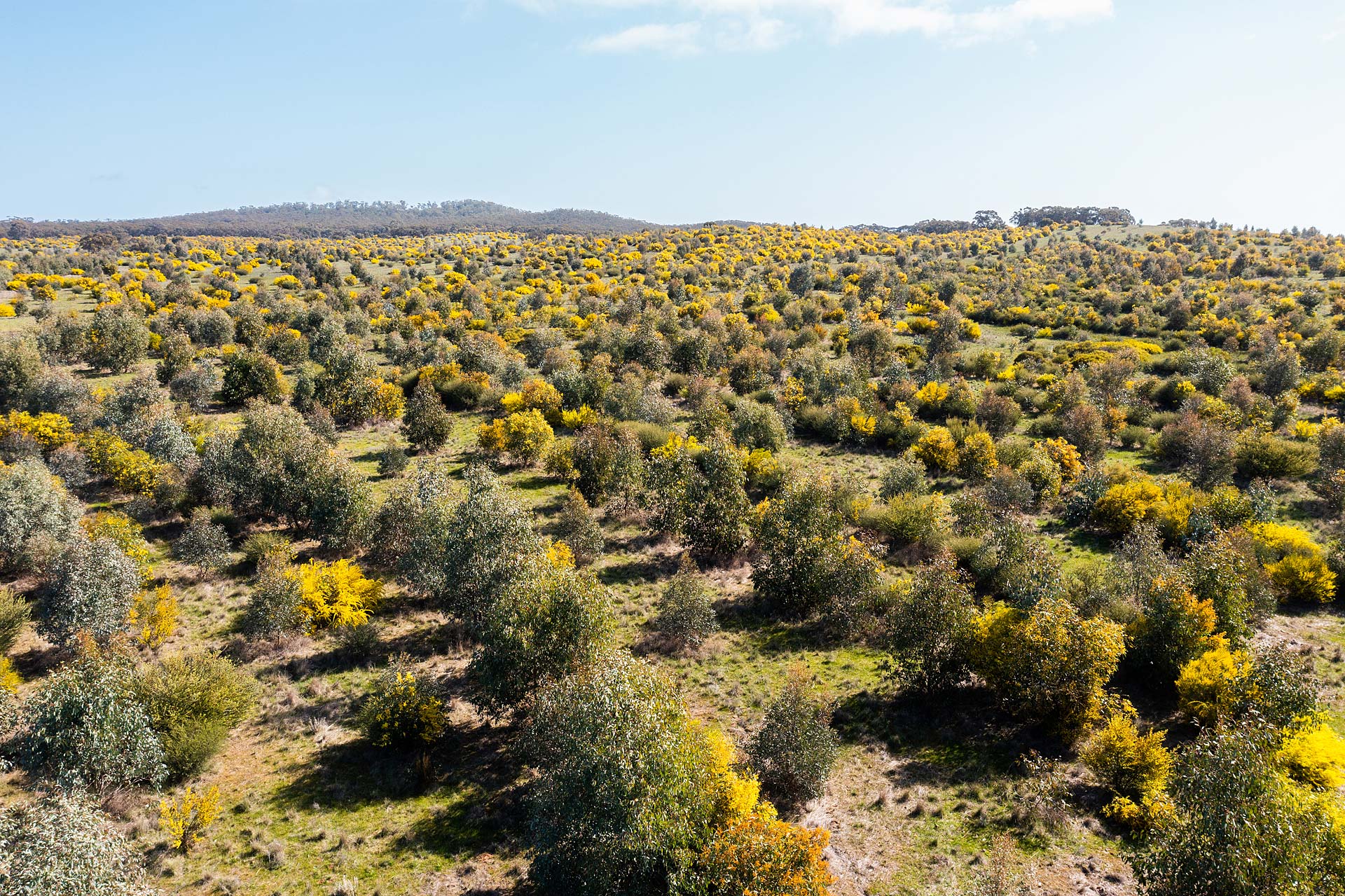 Reforestation Projects in Australia