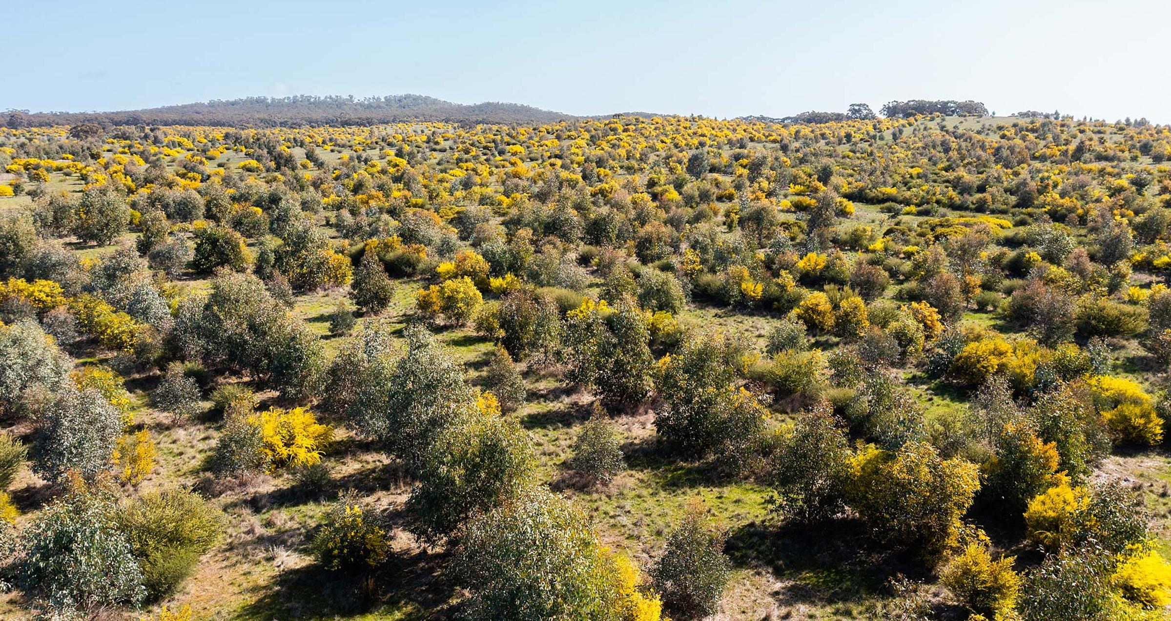 Reforestation Projects in Australia