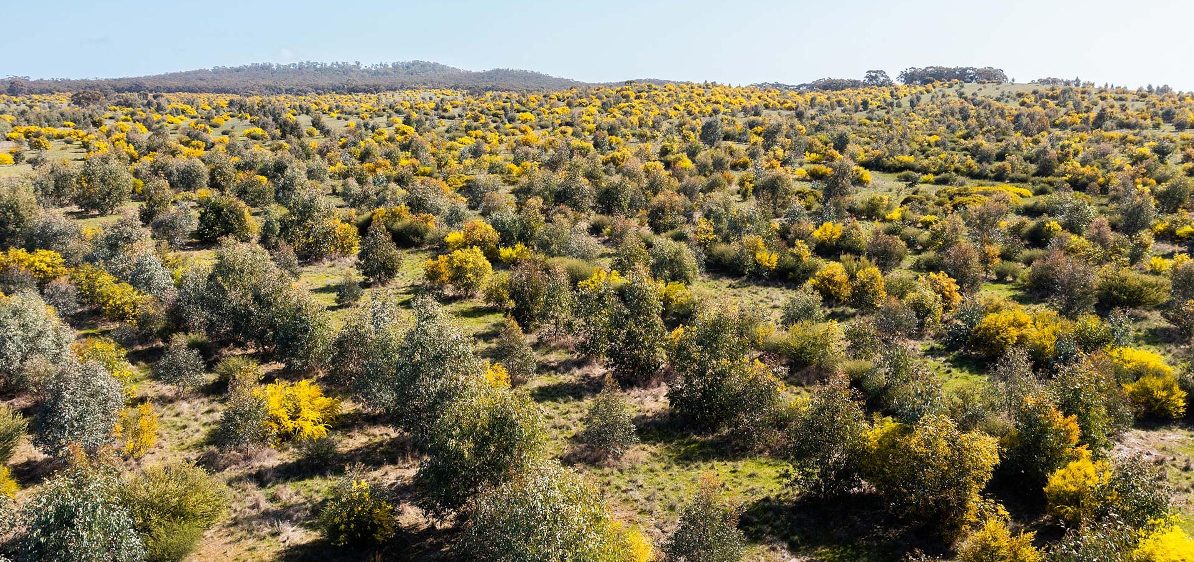 Reforestation Projects in Australia