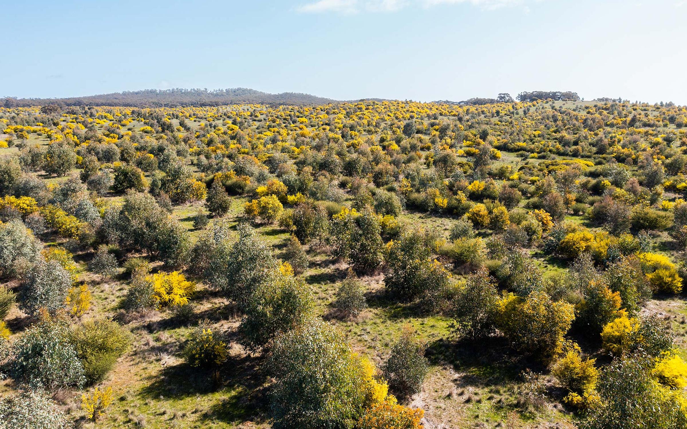 Reforestation project at Lawan, Victoria