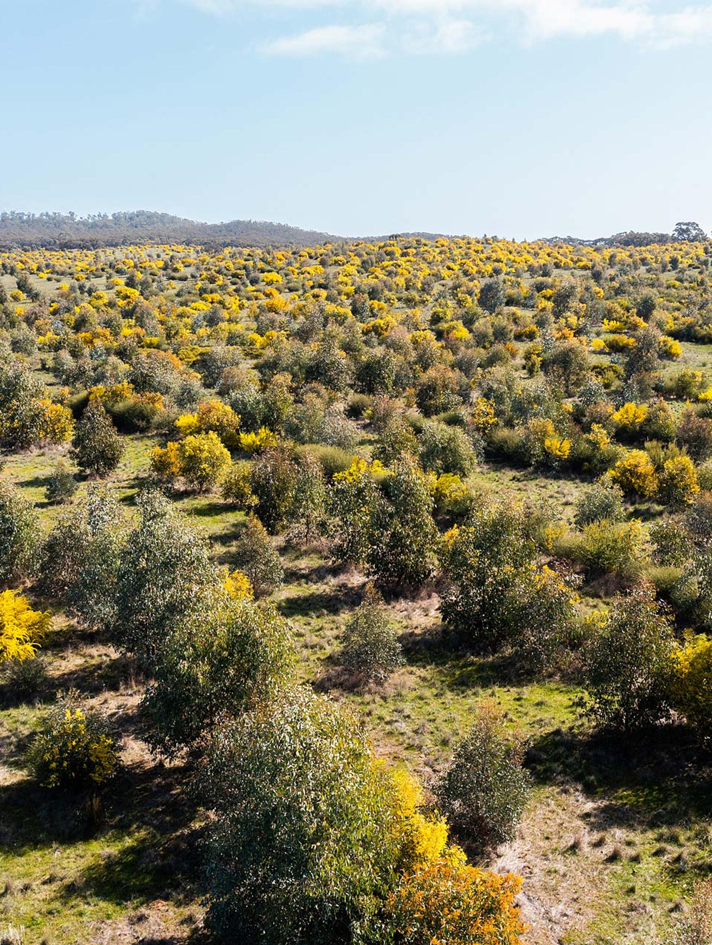 Reforestation Projects in Australia