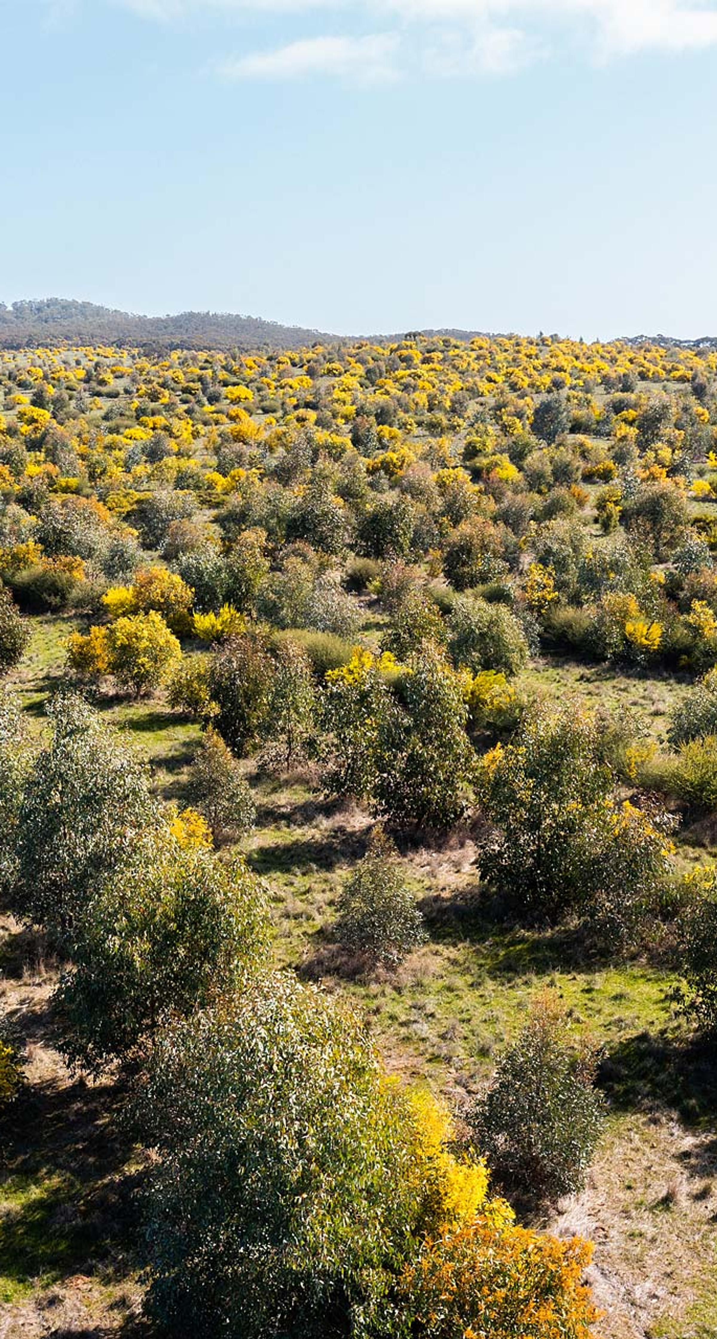 Reforestation project at Lawan, Victoria