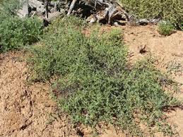 Enchylaena tomentosa var. tomentosa