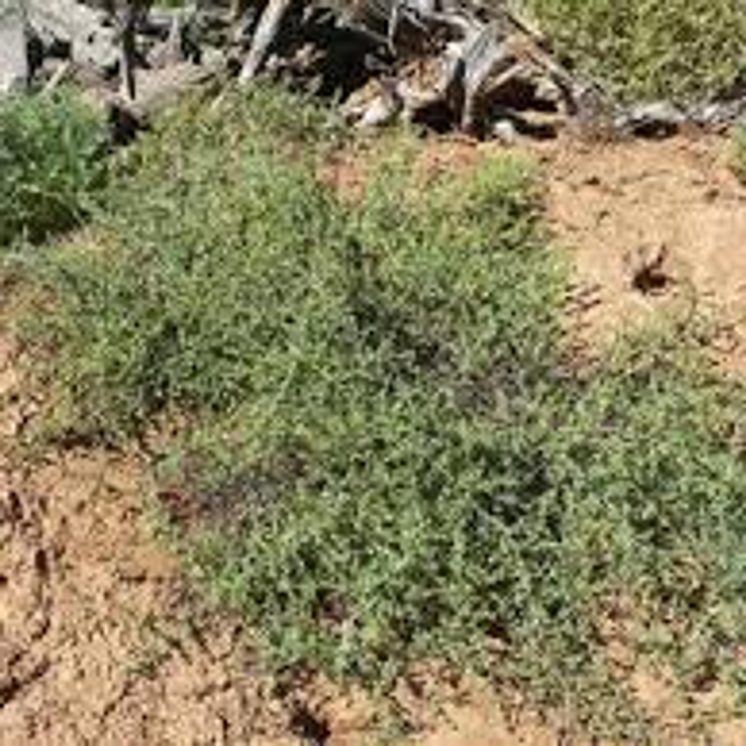 Enchylaena tomentosa var. tomentosa