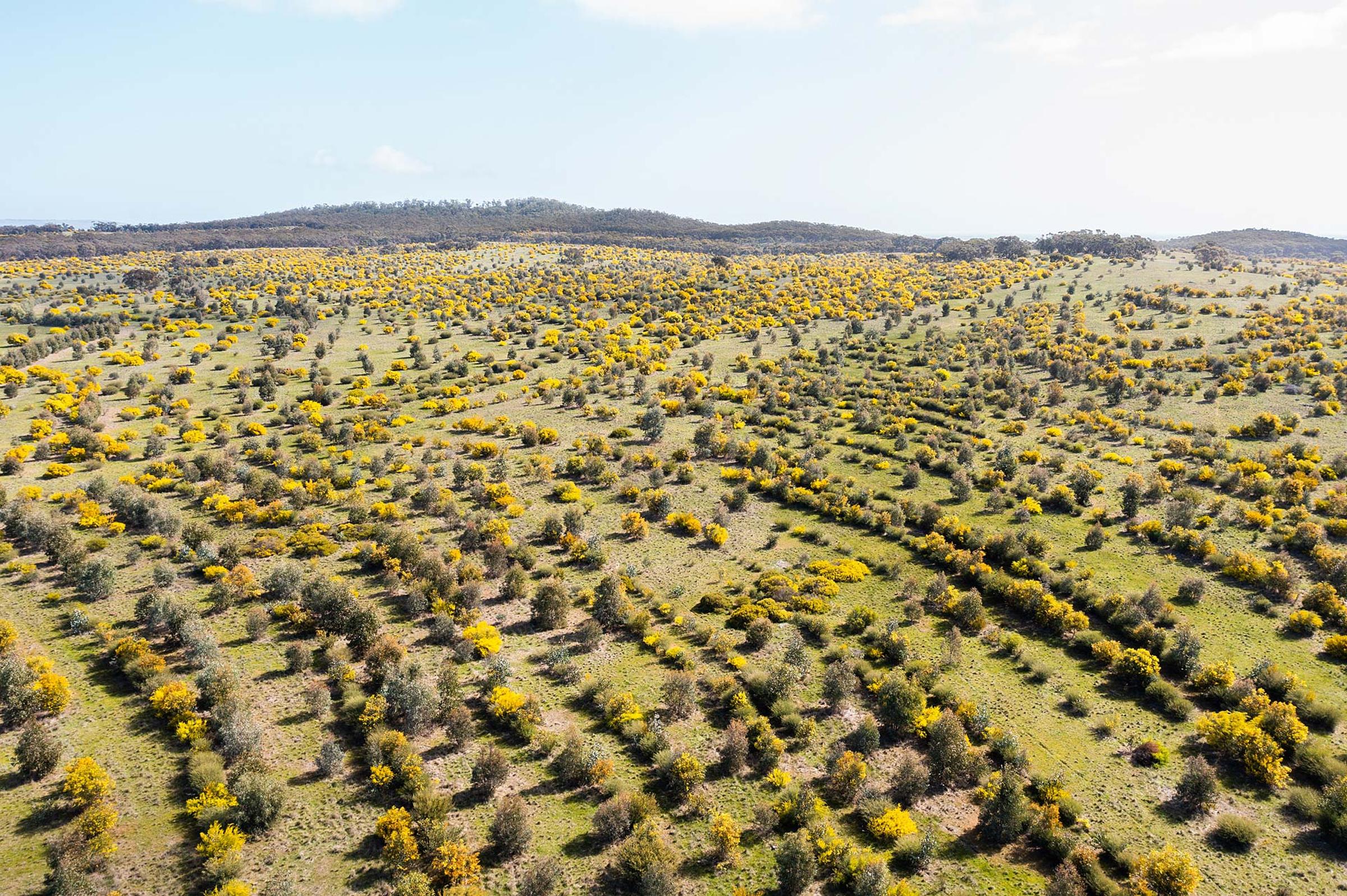restoration site in wattle bloom